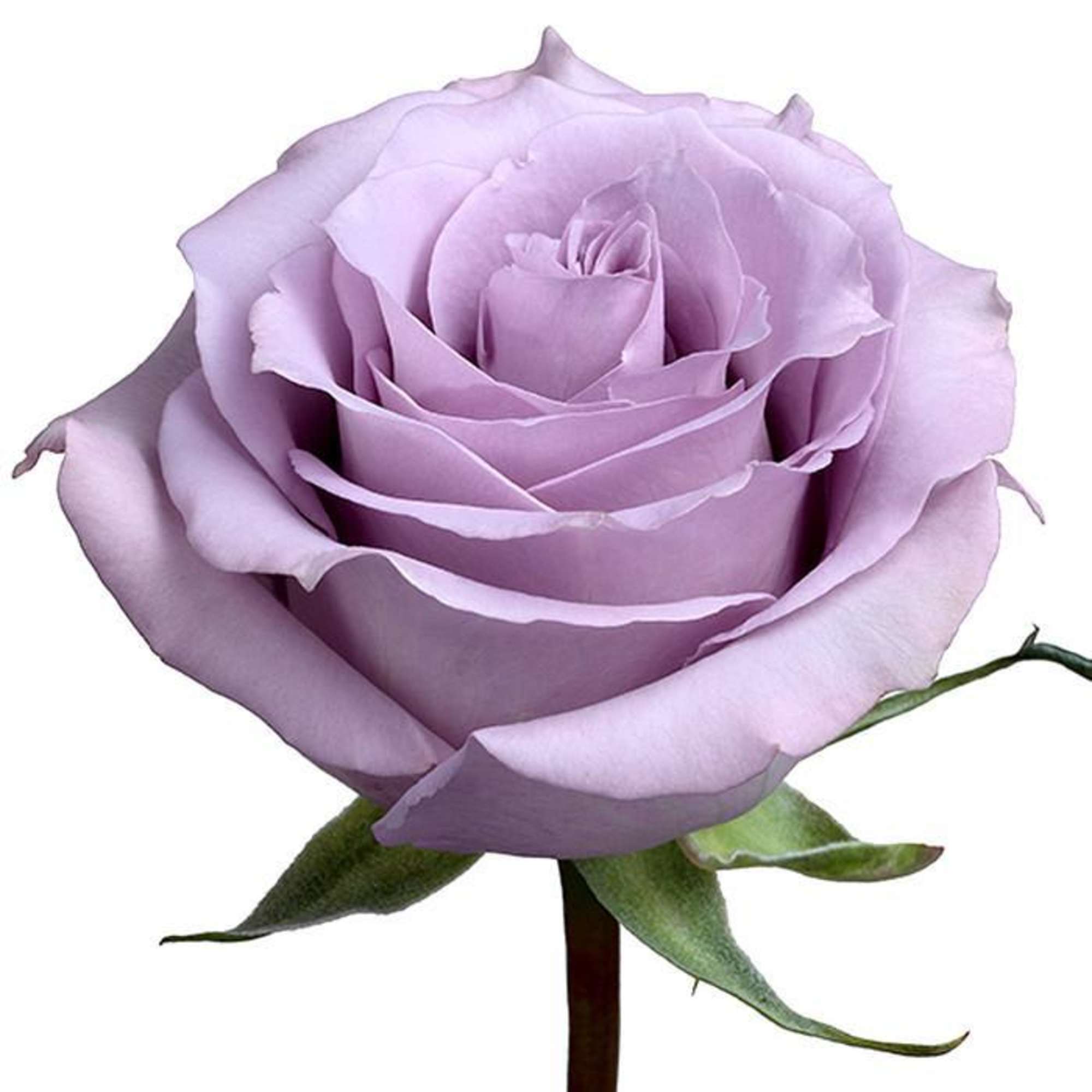 Single lavender rose bloom on a white background