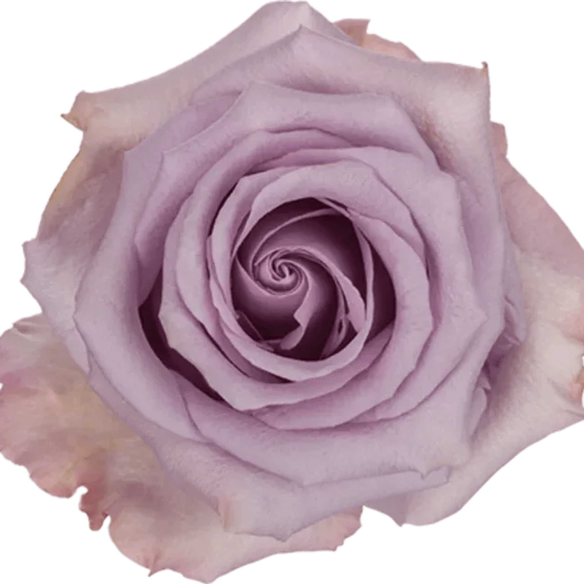 Ocean Song bunch contains 24 stems of roses
Please read the following instructions