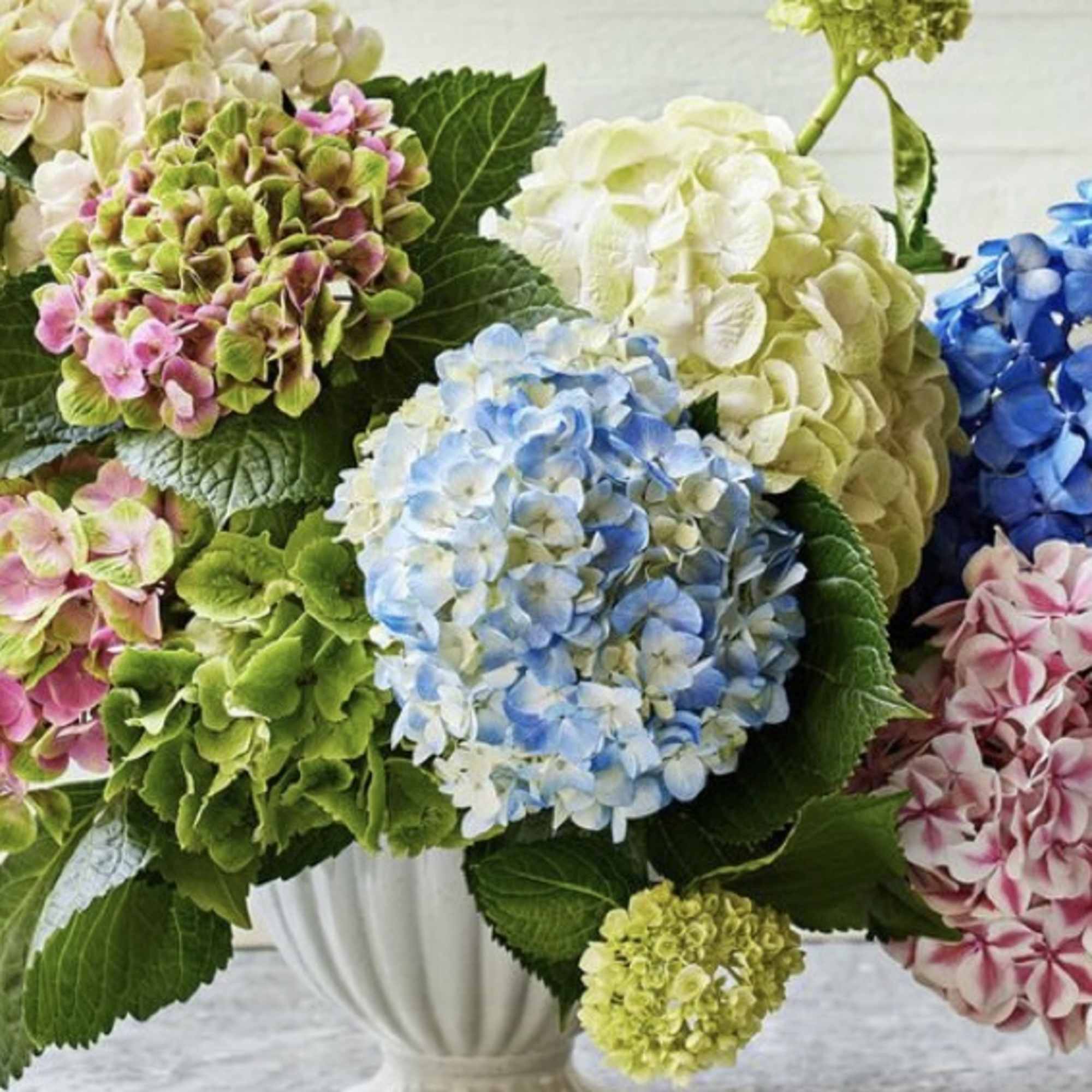 Bouquet of multicolored hydrangeas in a white vase