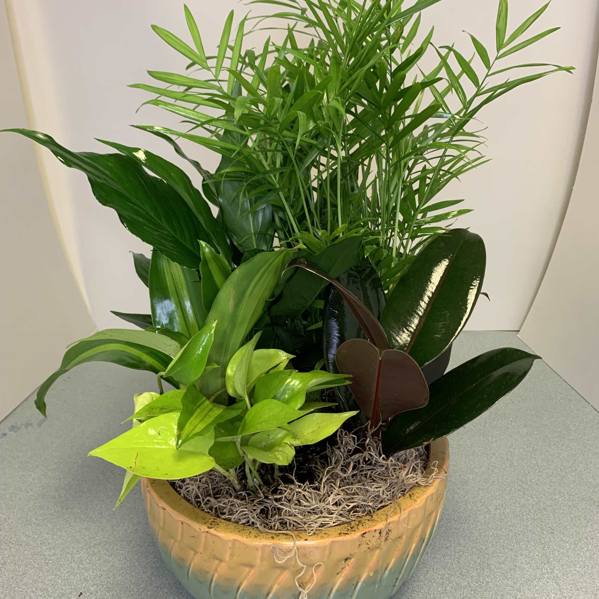 Potted tropical foliage arrangement in a ceramic bowl