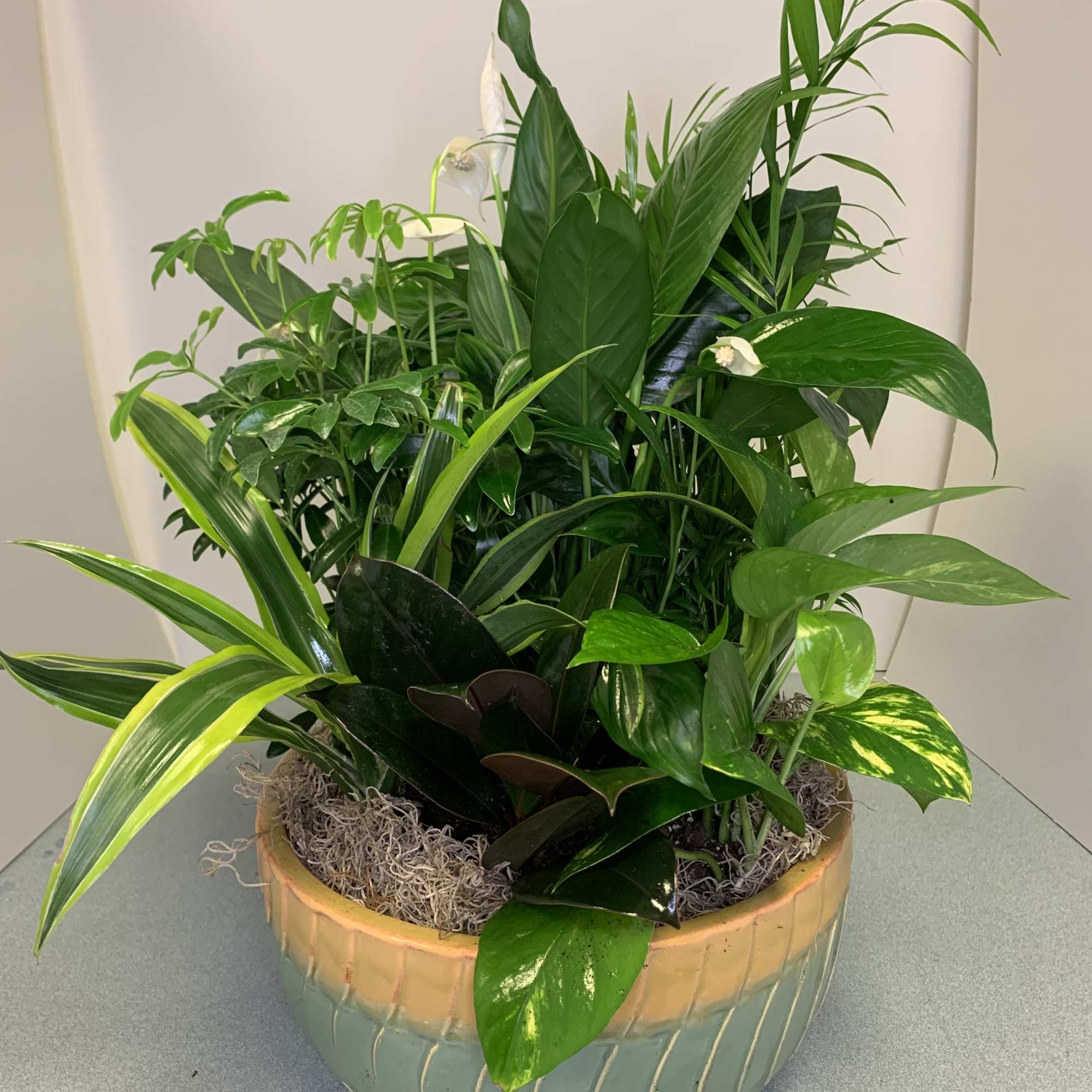 Mixed green houseplants in a ceramic bowl planter