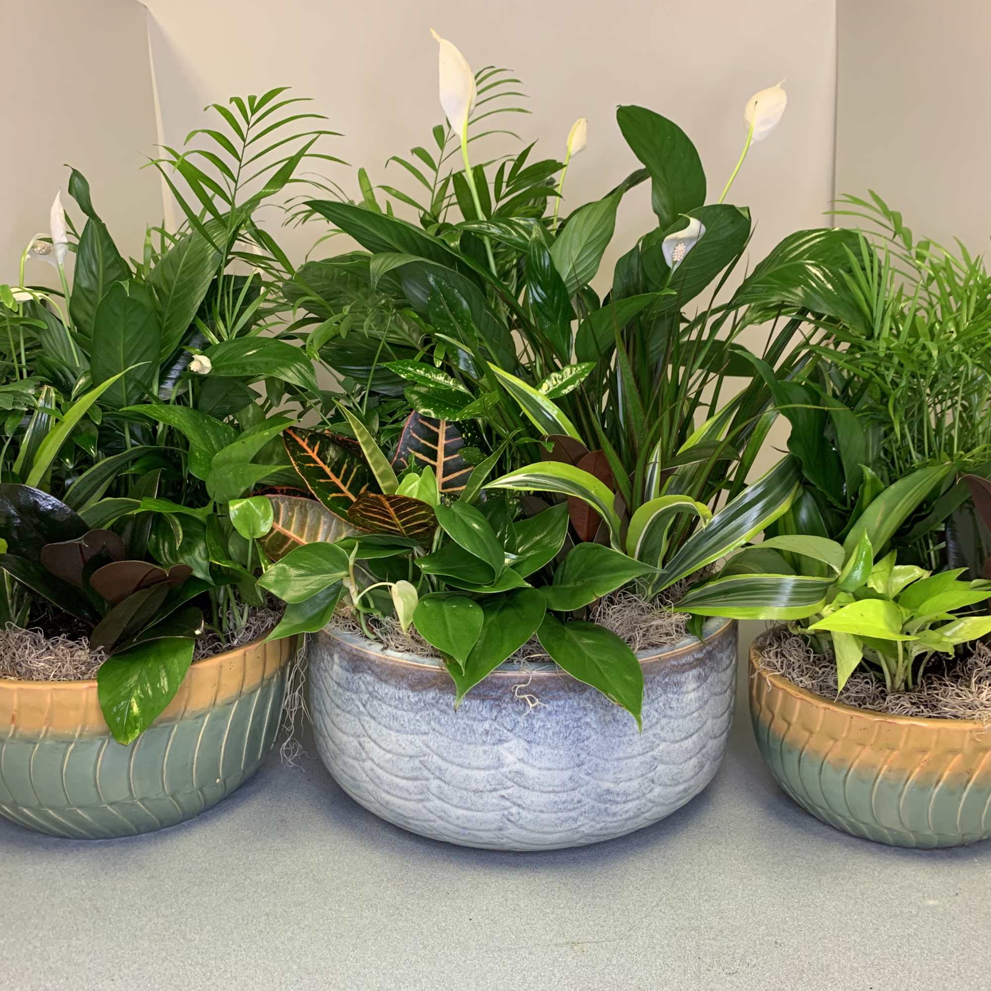 Three potted tropical plant arrangements in ceramic bowls