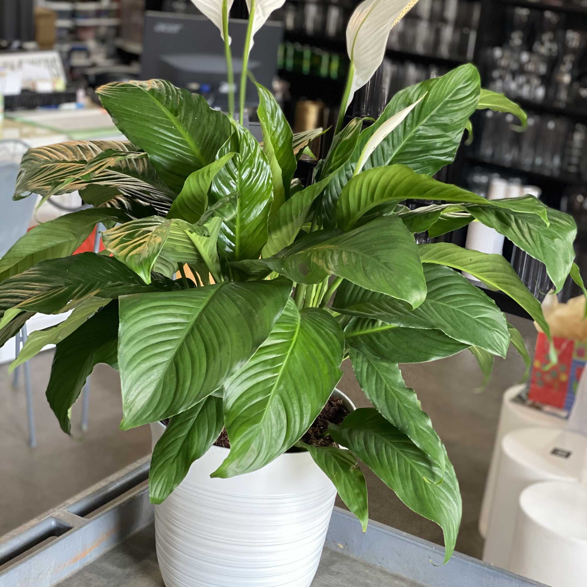 A lush peace lily plant that brings calm and fresh greenery to