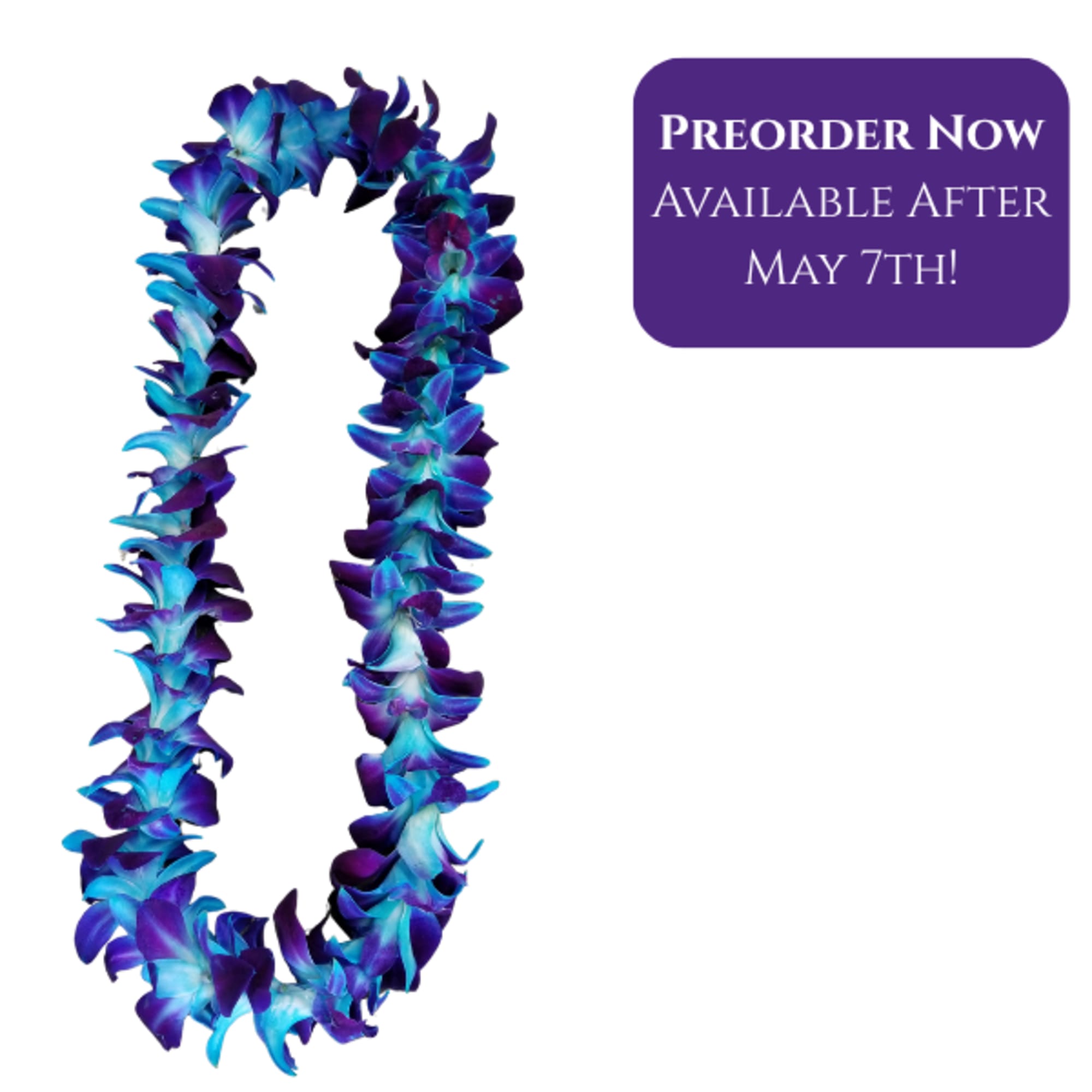 Select this beautiful single dyed blue orchid lei for your special graduate.