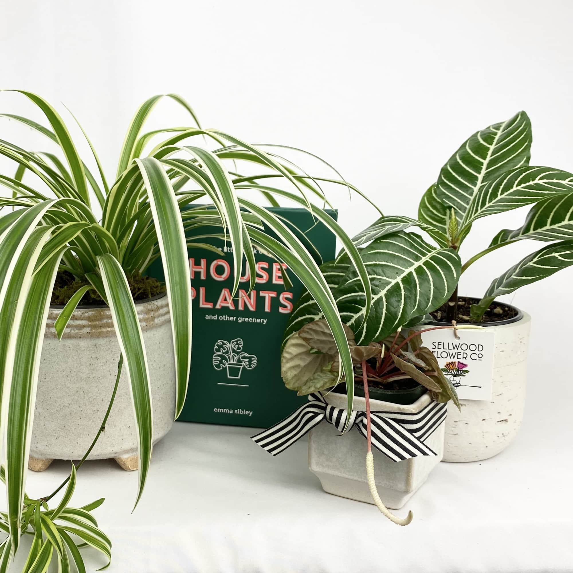 Three potted houseplants arranged with a striped ribbon and a plant book.