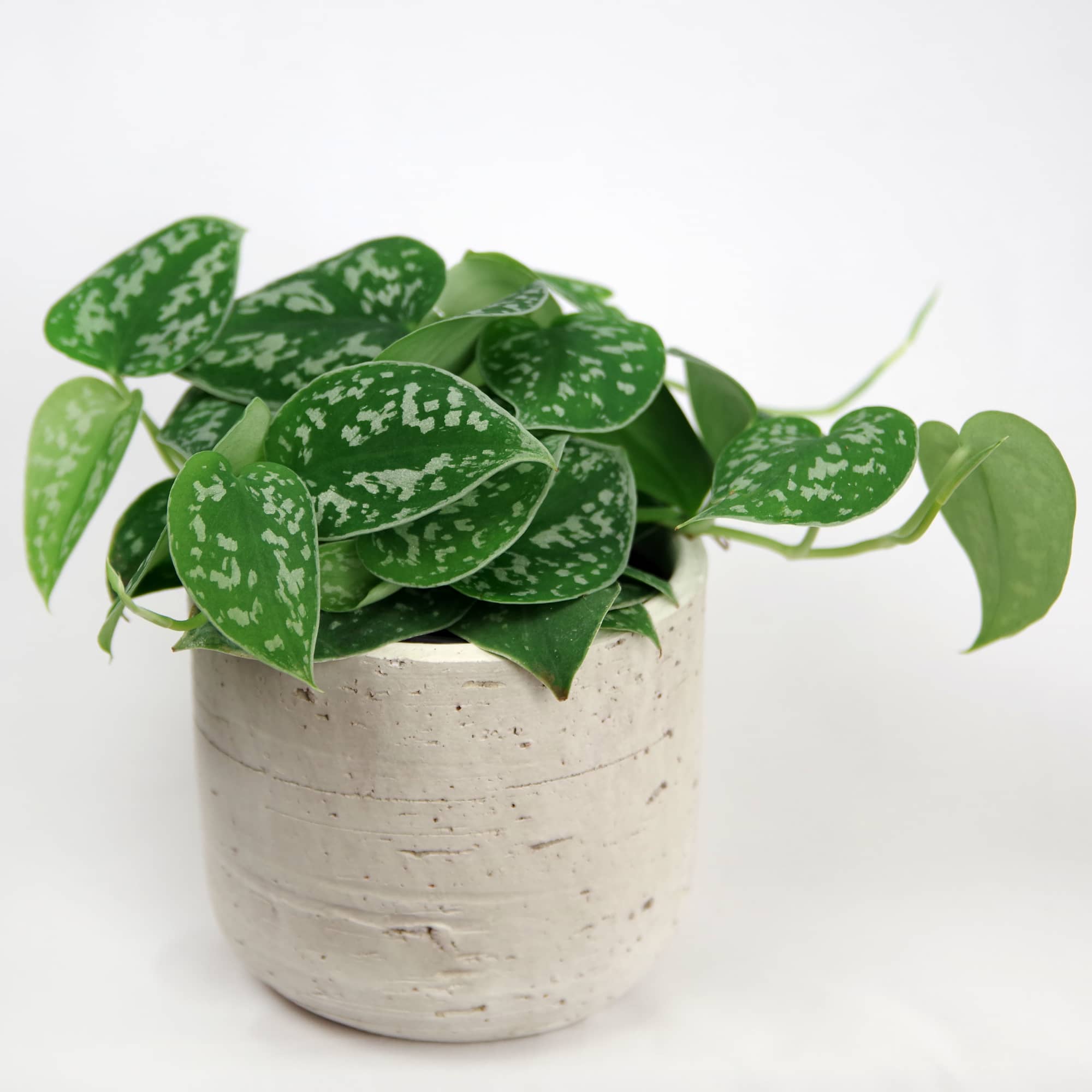 Potted green houseplant with speckled leaves in a white ceramic pot