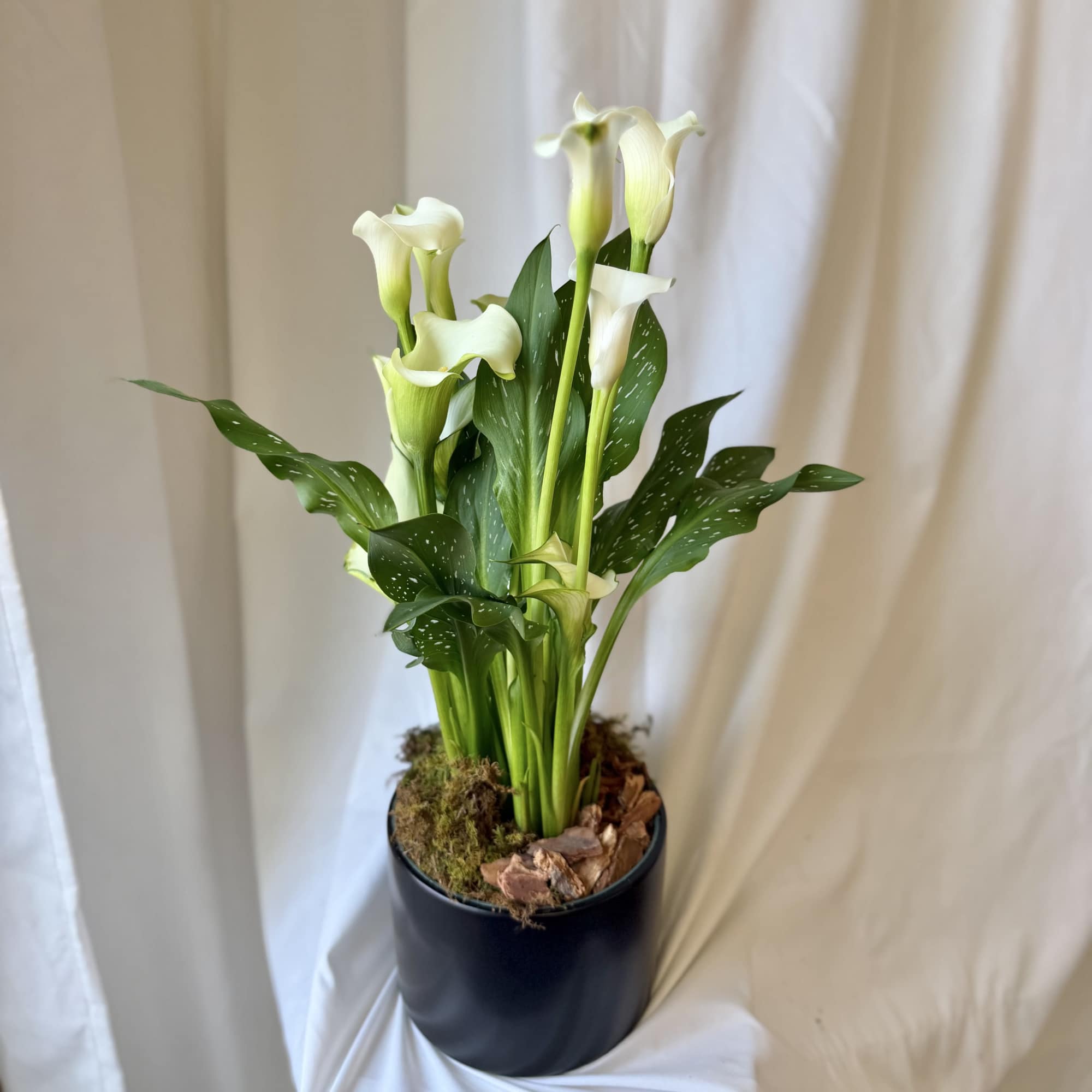 Potted calla lily arrangement with white blooms in a black container