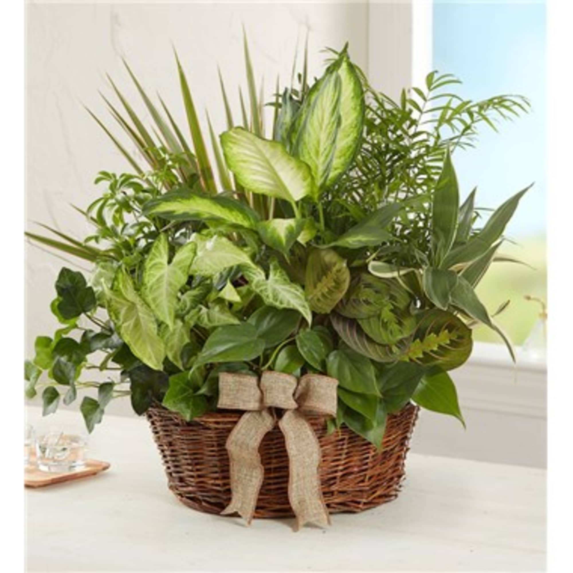 Assorted green houseplants arranged in a wicker basket with a burlap bow