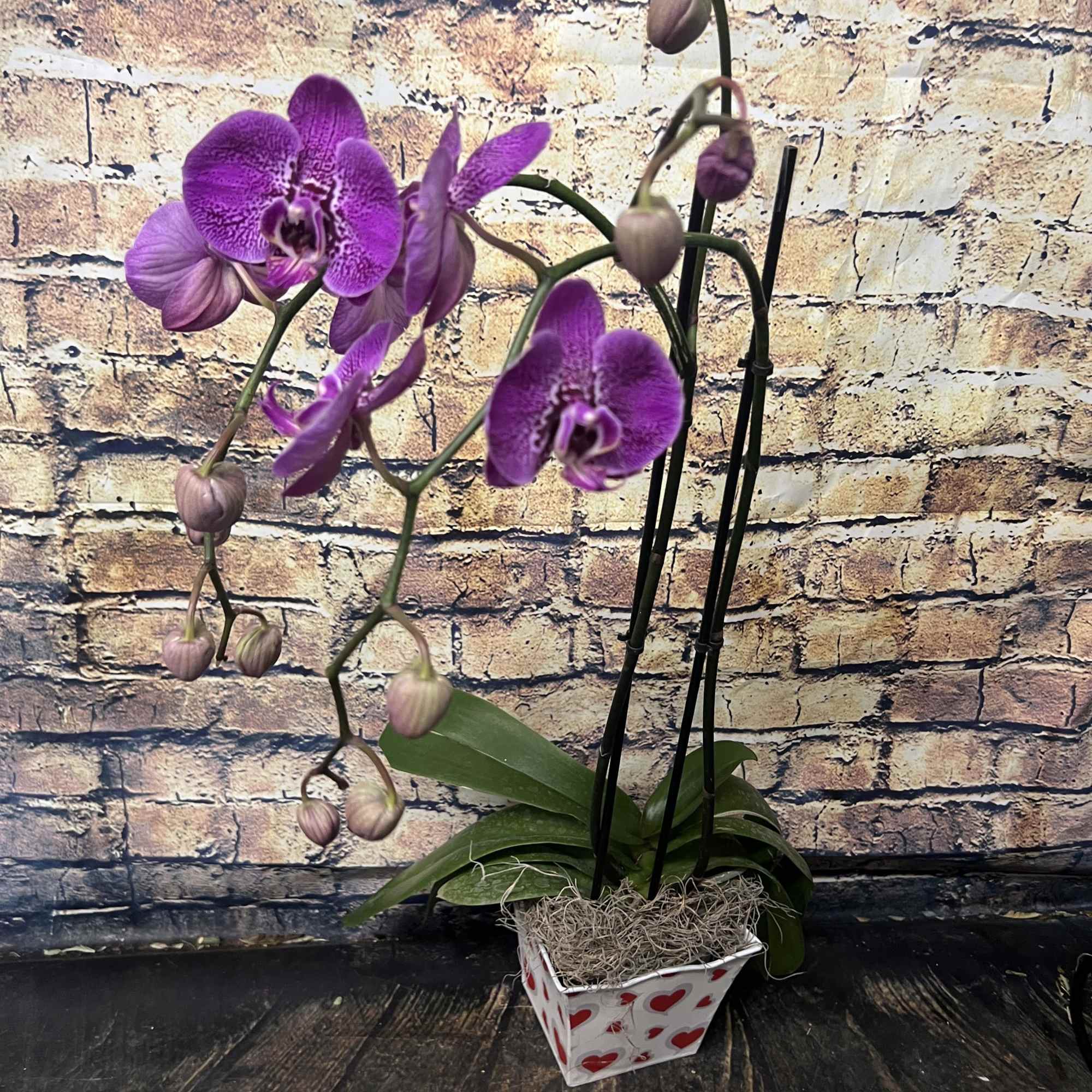 Purple orchid plant in a heart-patterned pot