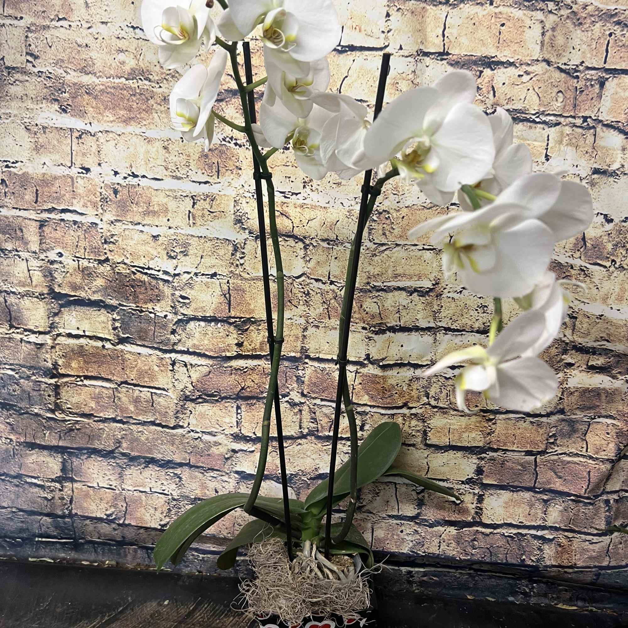 White orchid plant in a heart-patterned pot