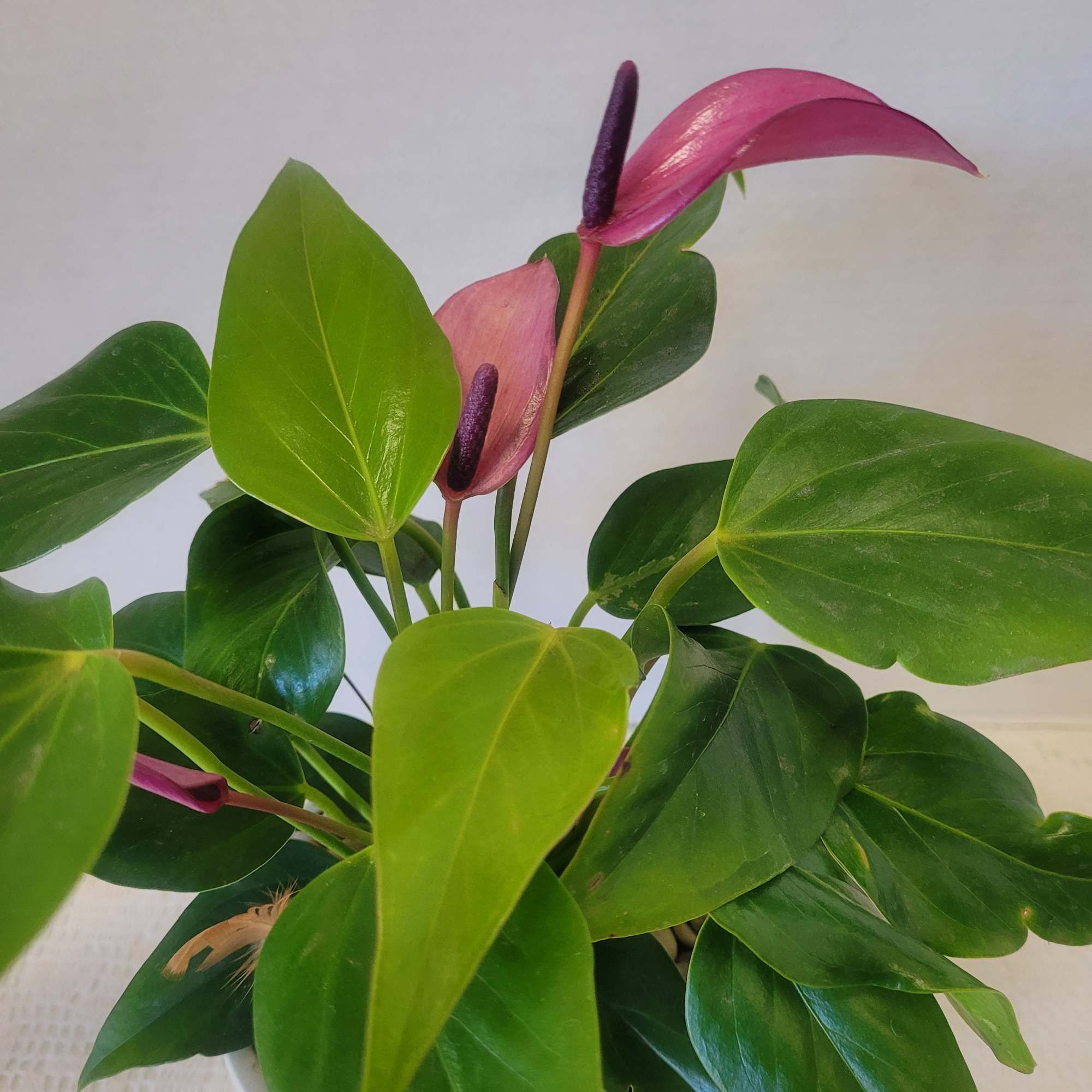 A delicate purple Anthurium in a ceramic container with saucer. A faux