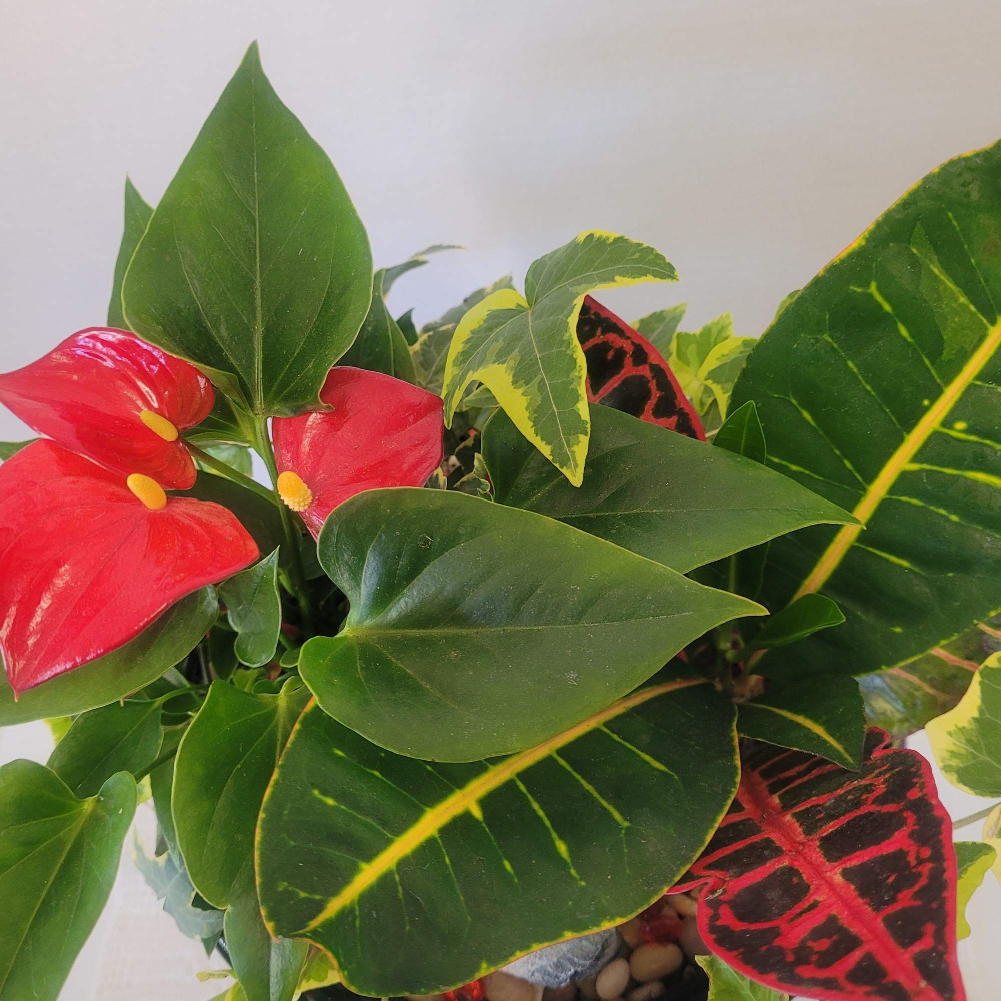 This mix is perfect for anyone looking to beautify a space with