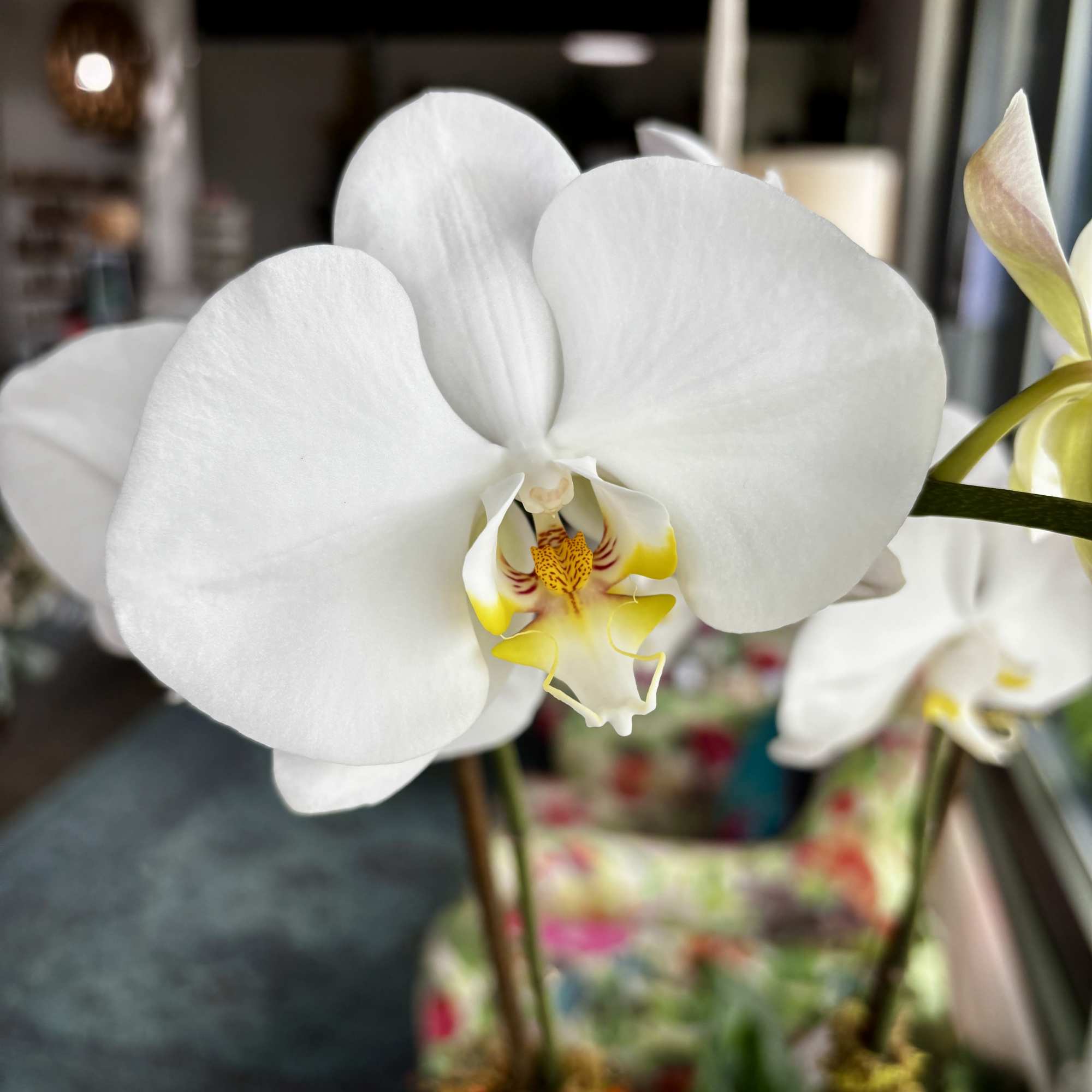 Close-up of a white orchid bloom with a yellow center