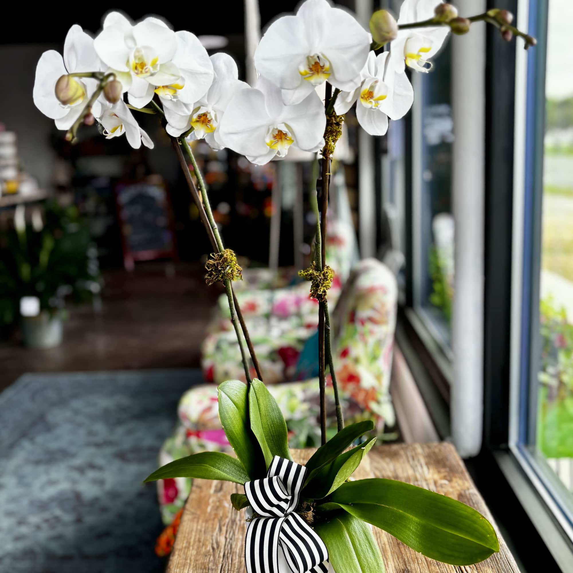 White orchid plant in a white pot with a striped ribbon