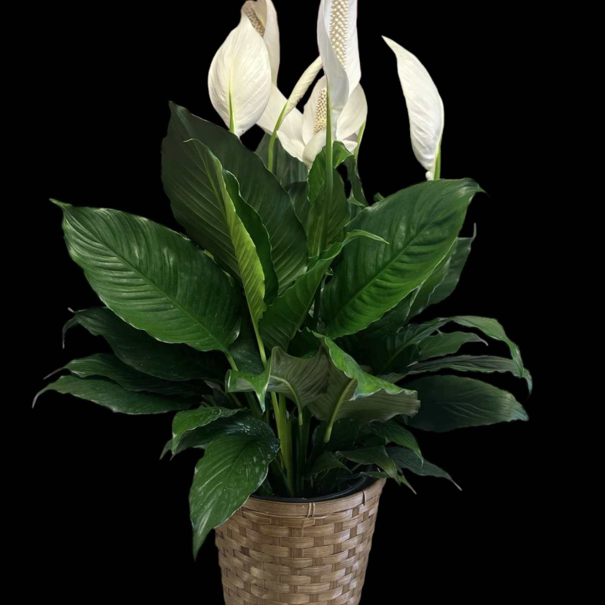 Potted peace lily with tall white blooms and broad dark green leaves in a woven basket