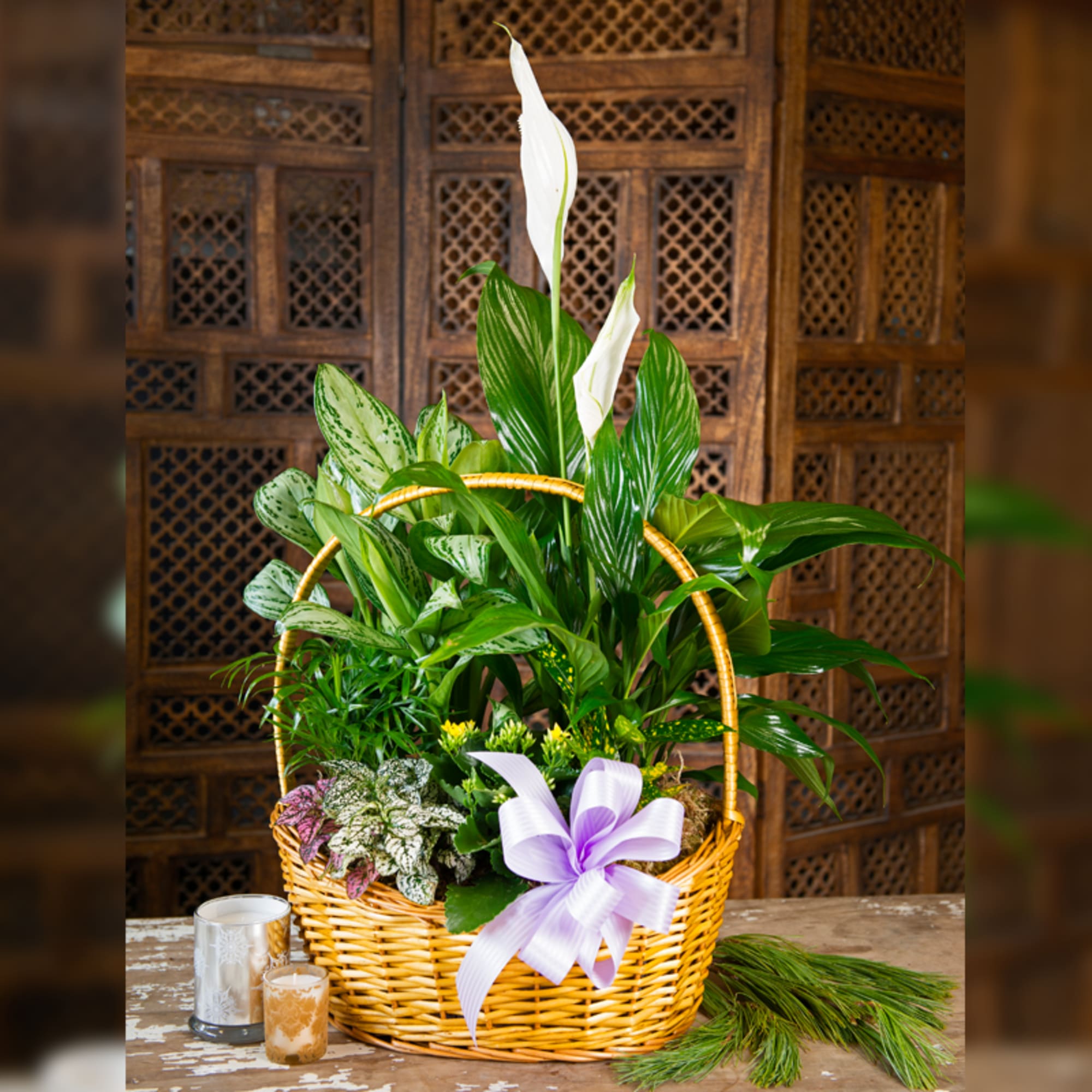 Basket of assorted green plants with white blooms and a lavender ribbon