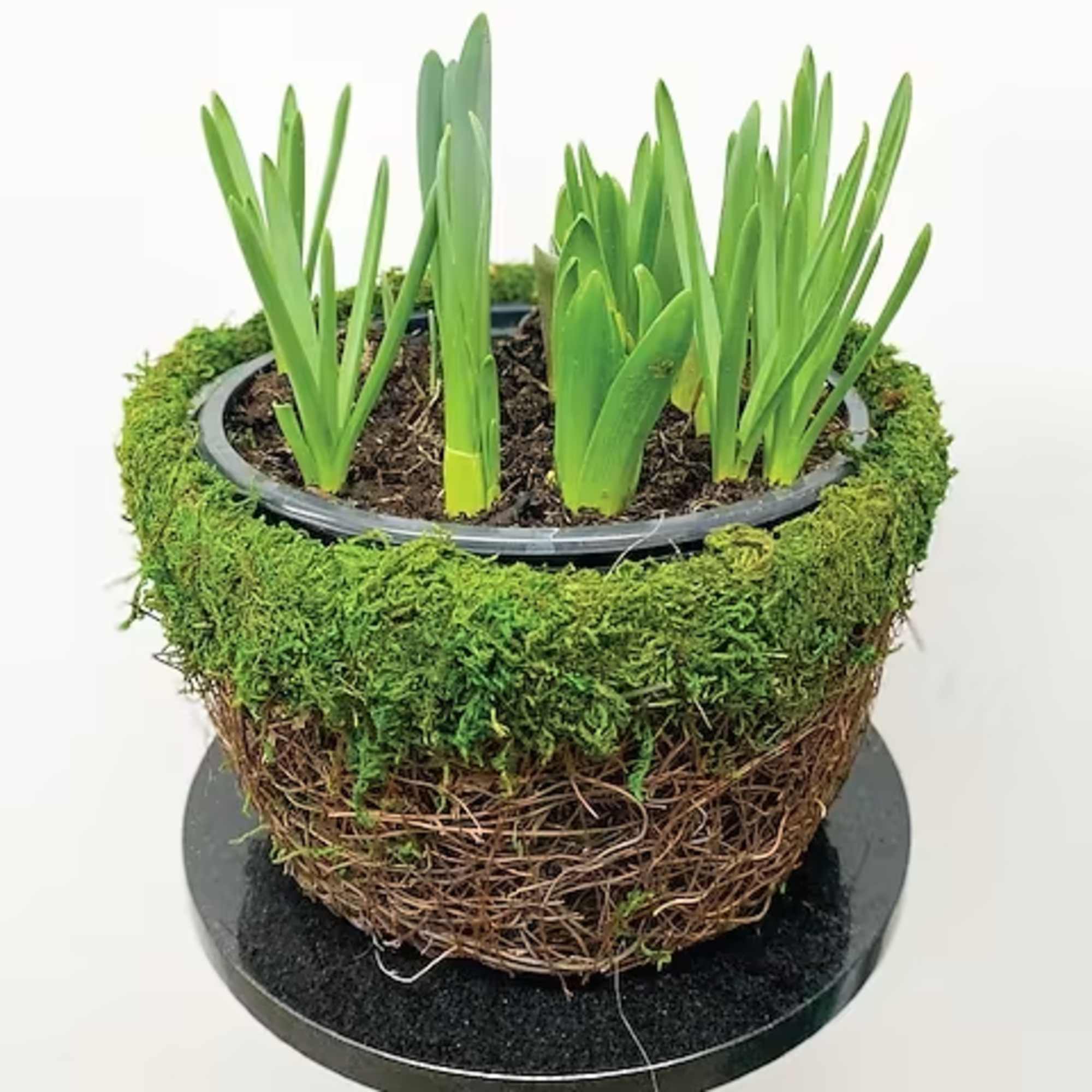 Our bulb gardens contain stems of tulips, daffodils, crocus, and hyacinth. Send