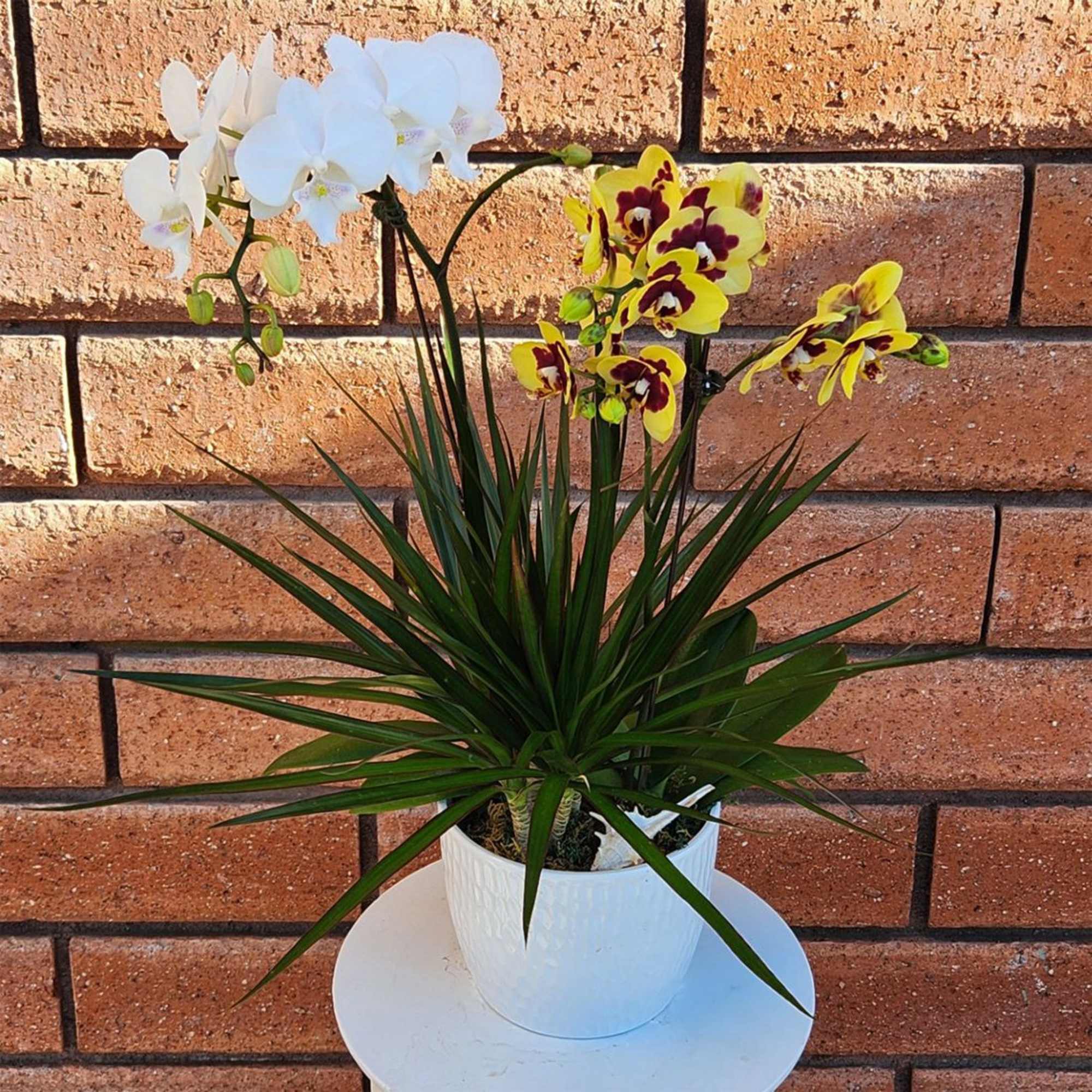 Potted white and yellow orchid plant with spiky foliage in a white pot against a brick wall.