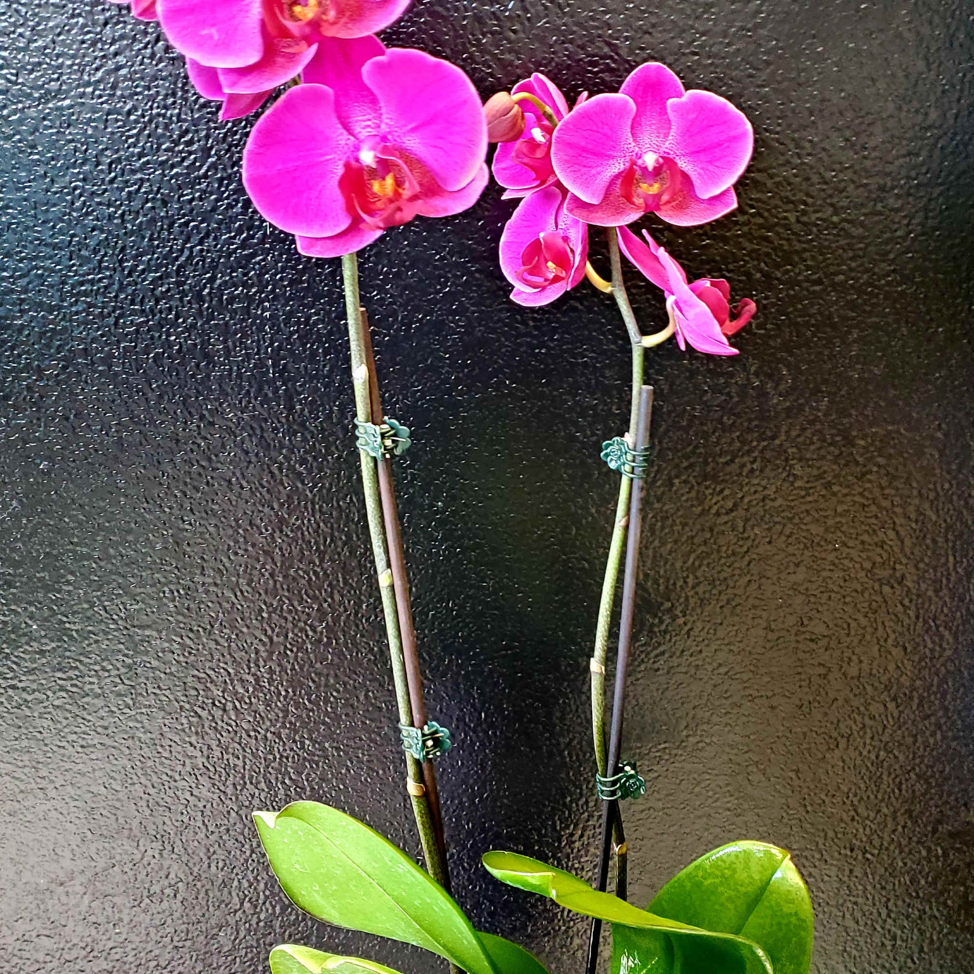 Potted pink orchids with glossy green leaves in a white container