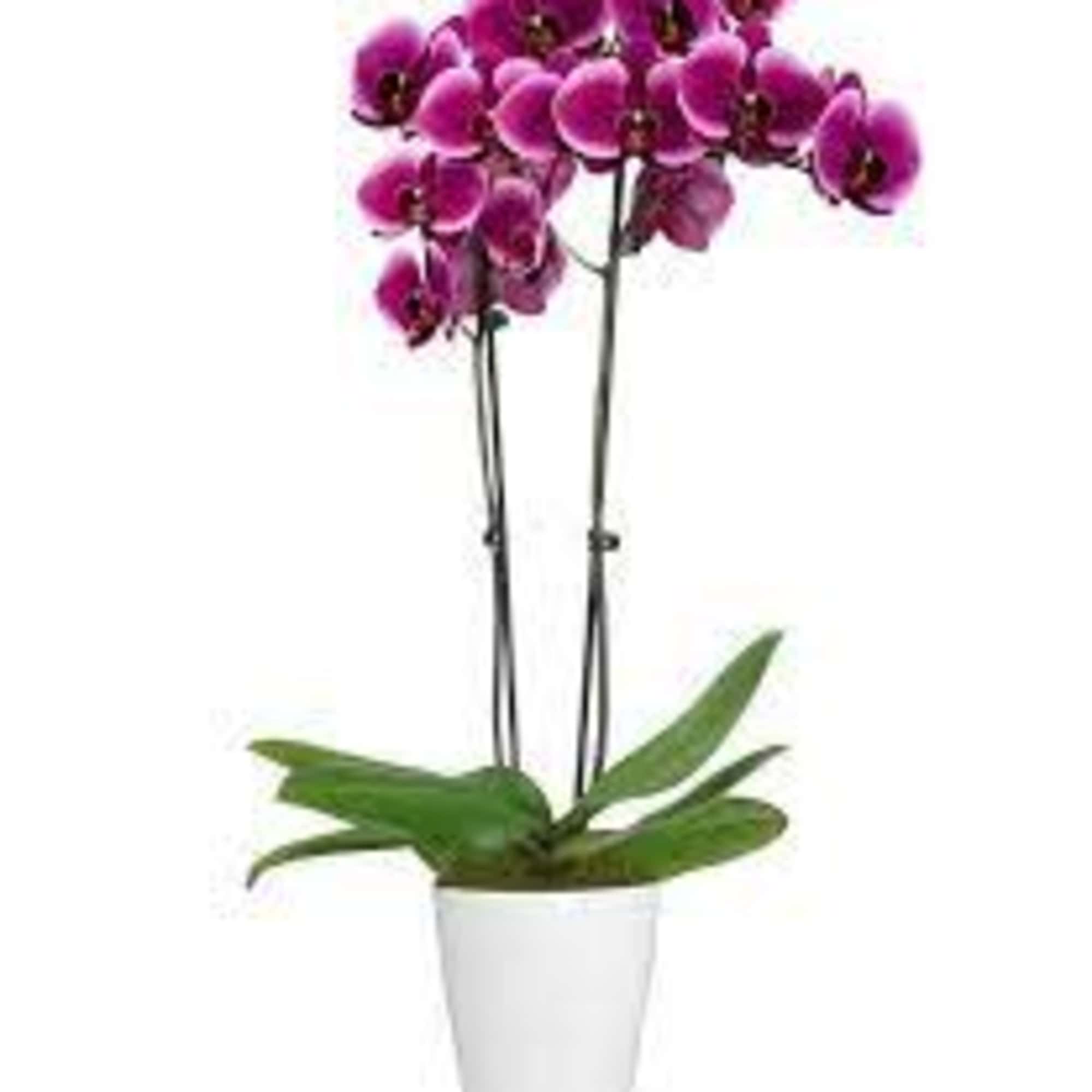 Purple orchid plant in a white pot