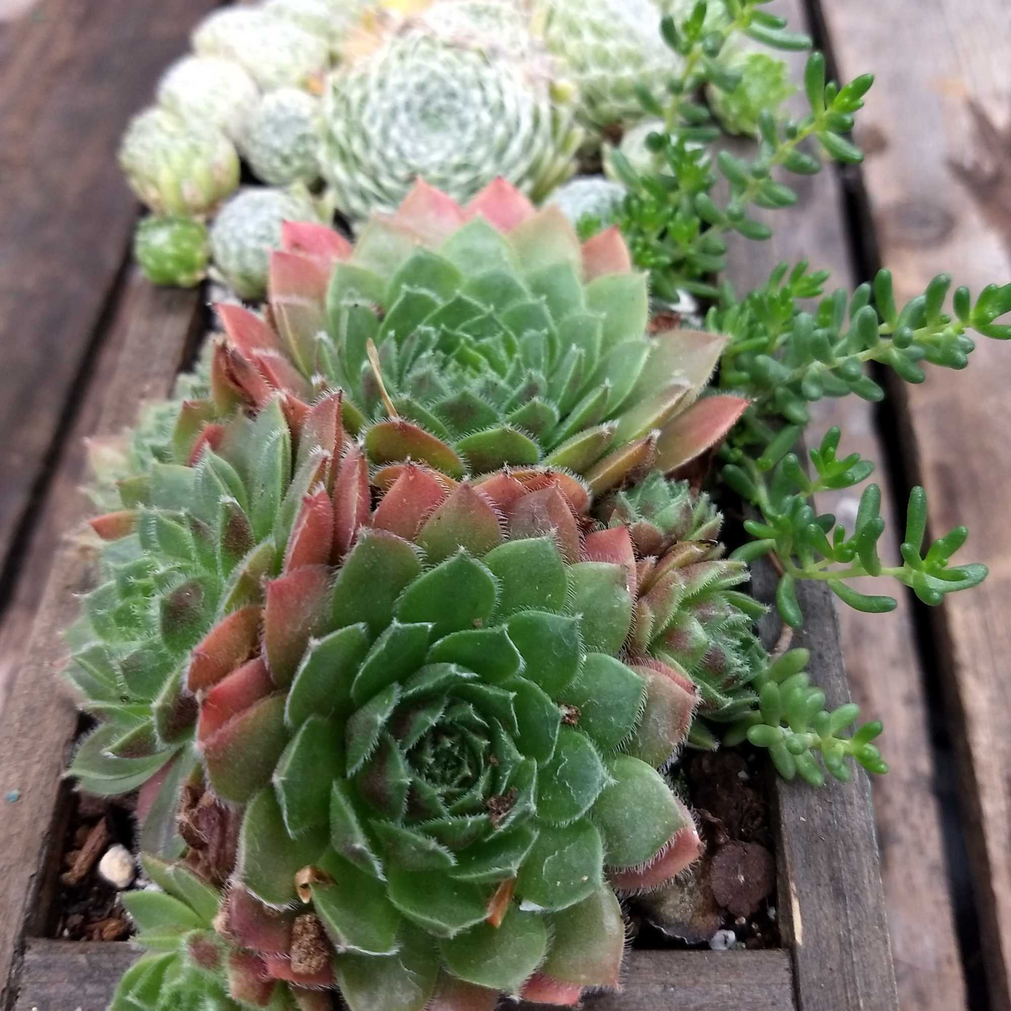 Succulent arrangement in a wooden planter with green and pink rosettes