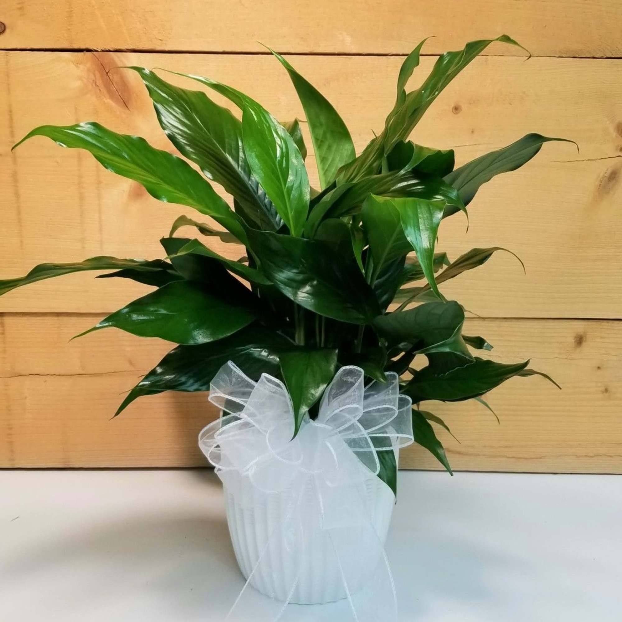 Potted green plant with a white ribbon bow