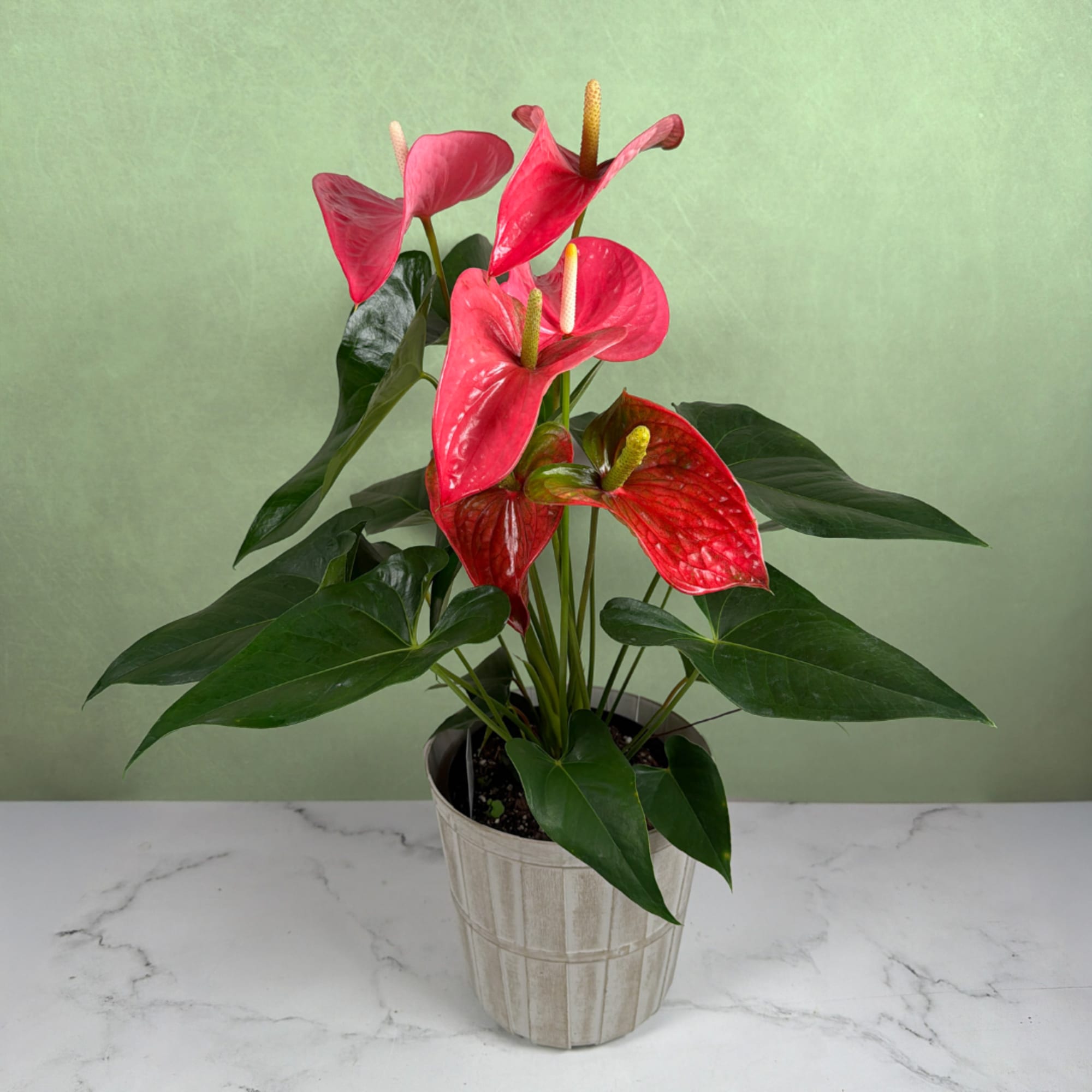 Our Tropical Tranquility Anthurium Plant by Savilles Florist is a vibrant display