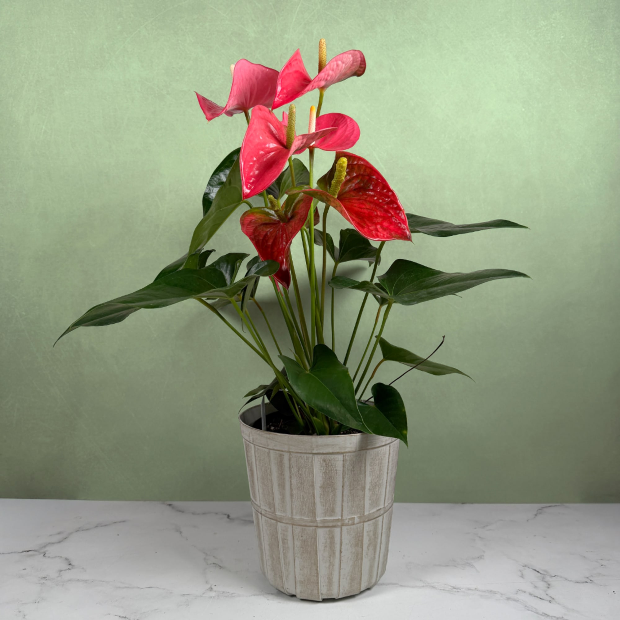 Our Tropical Tranquility Anthurium Plant by Savilles Florist is a vibrant display