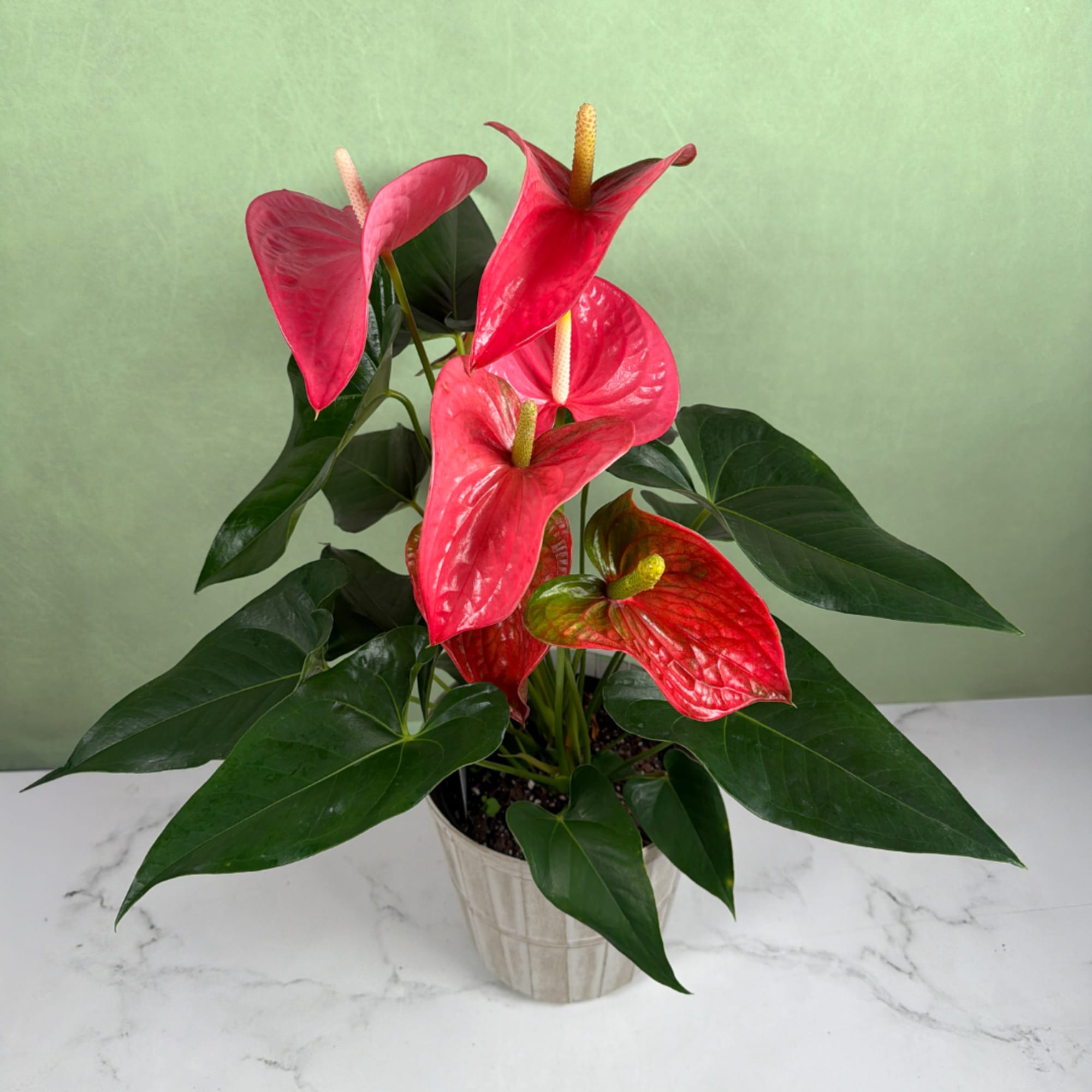 Our Tropical Tranquility Anthurium Plant by Savilles Florist is a vibrant display