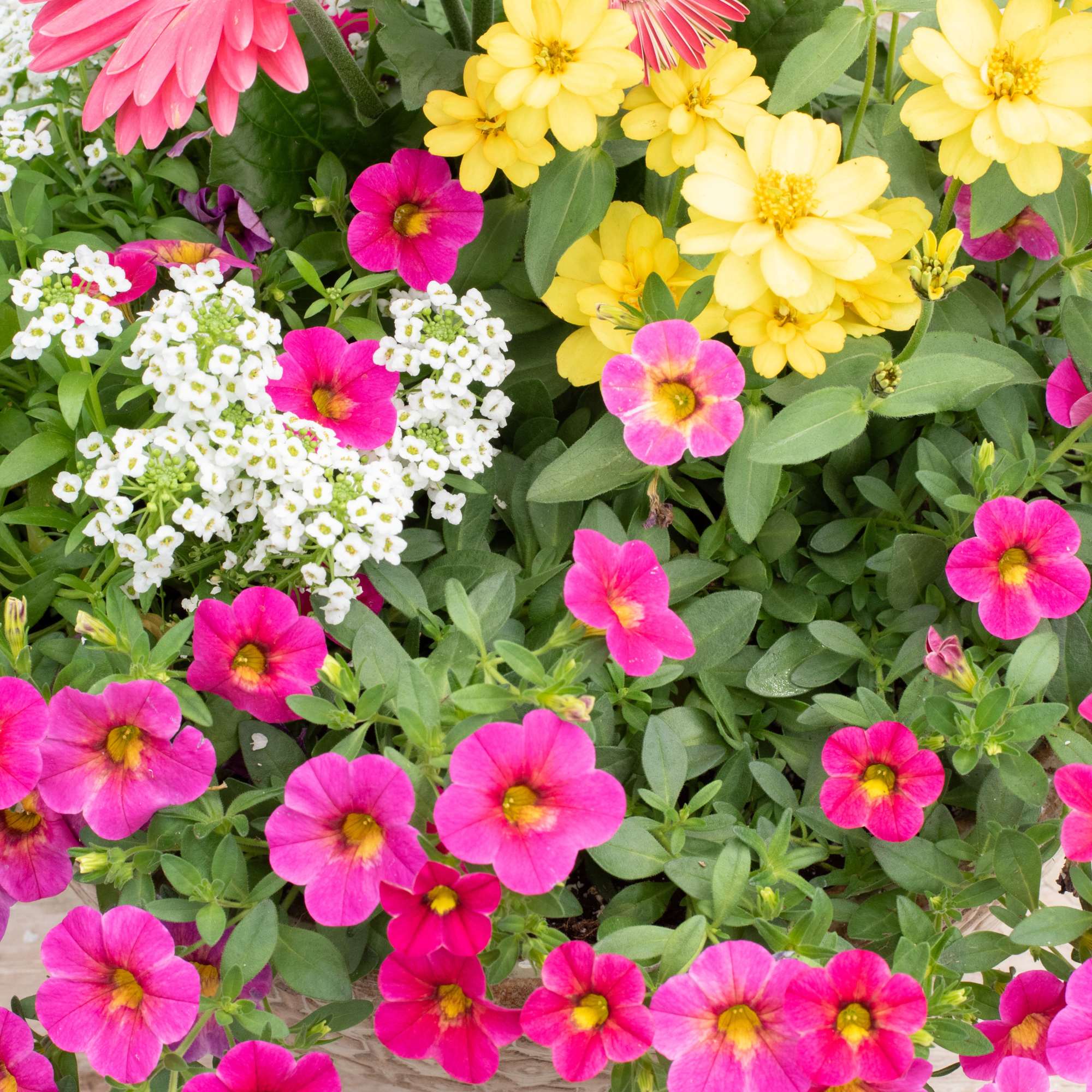 Let our designers create a beautiful seasonal patio pot to beautify your