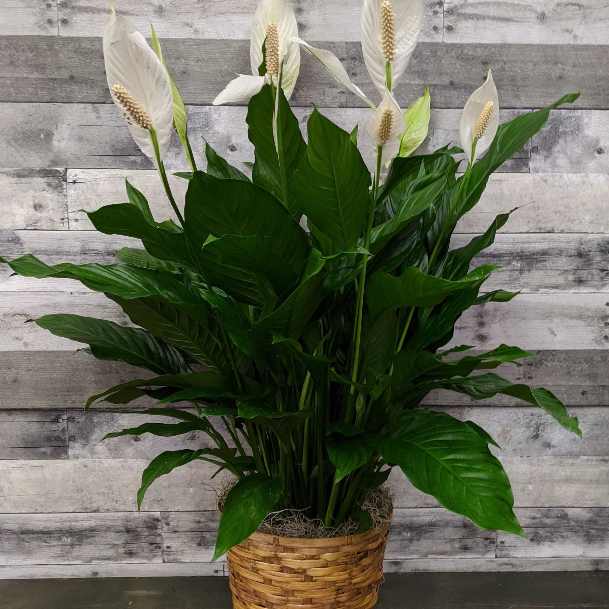 White peace lilies in a woven basket planter