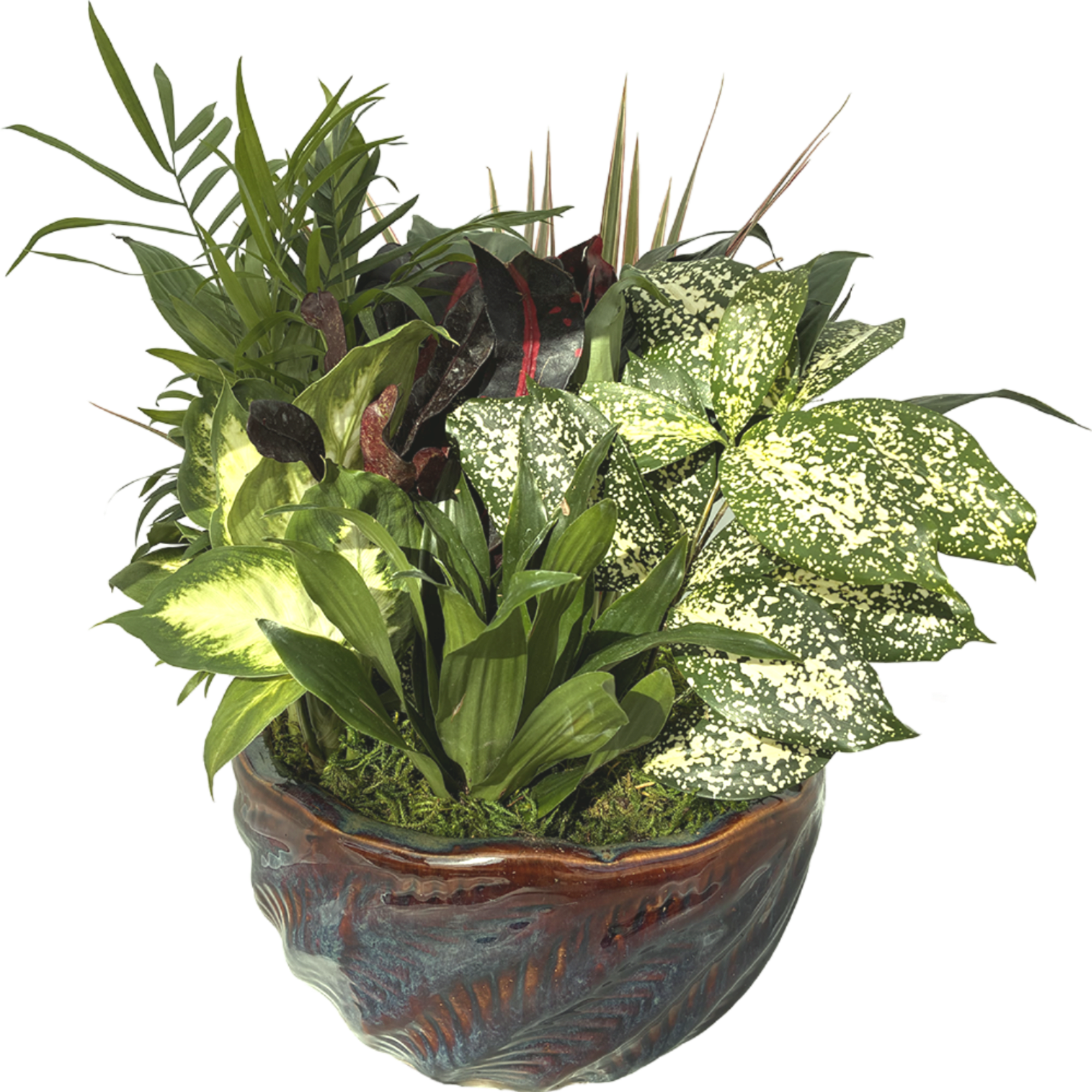 Mixed potted houseplants in a ceramic planter