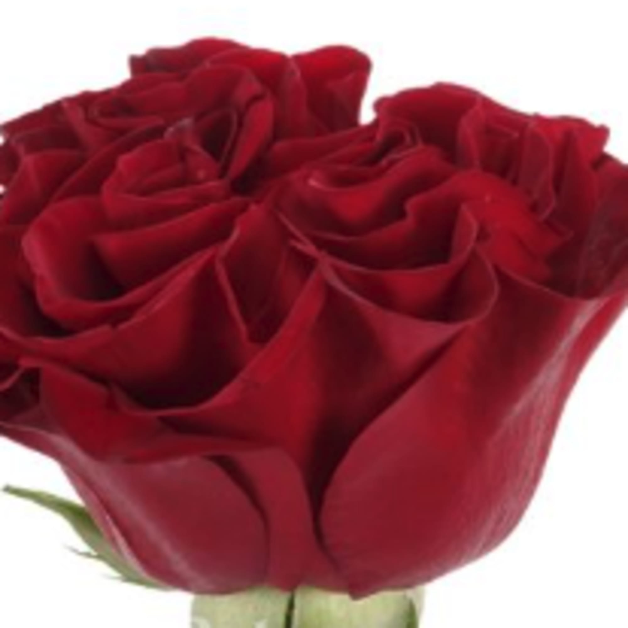 Single red rose bloom on a white background