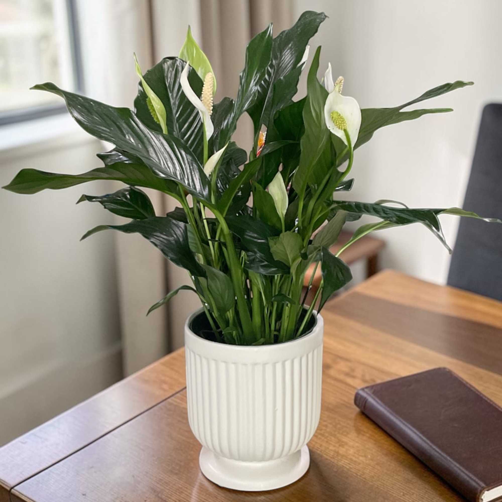 Graceful, elegant, and easy to care for, the Peace Lily is a