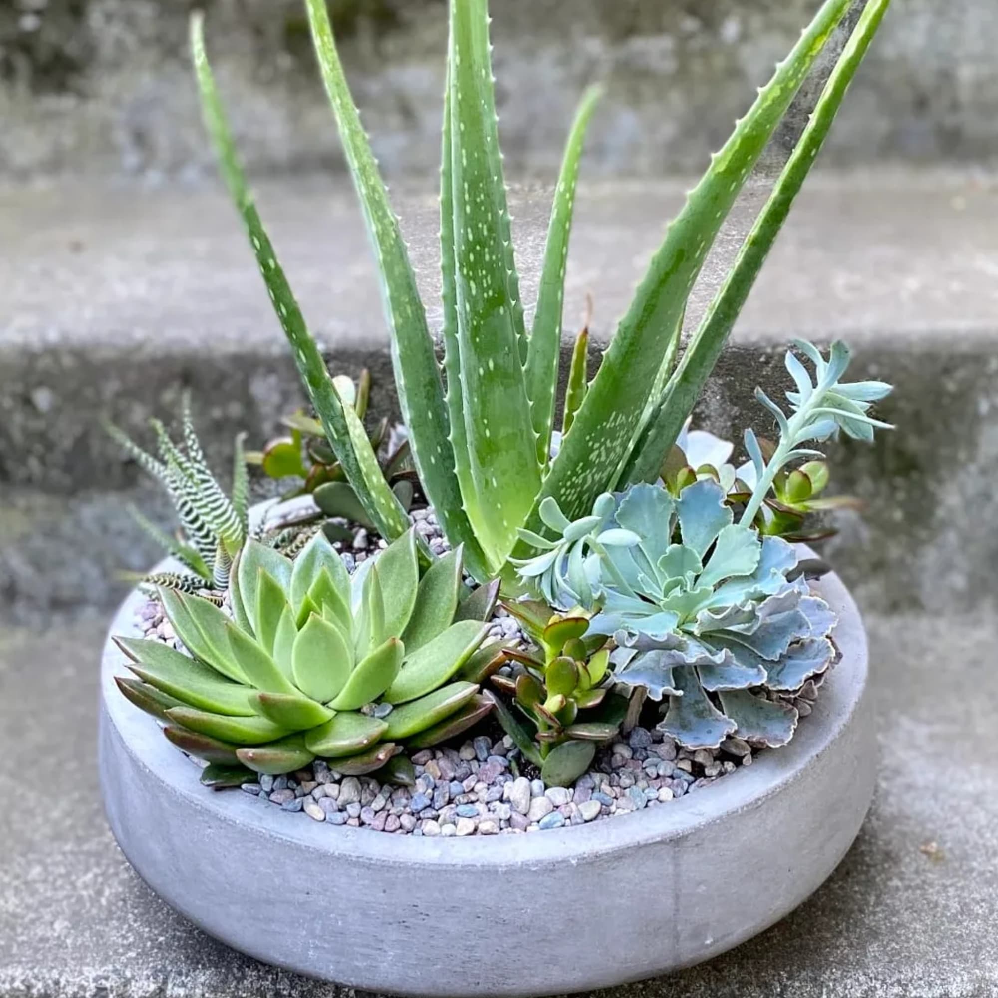 Succulent arrangement in a round concrete planter