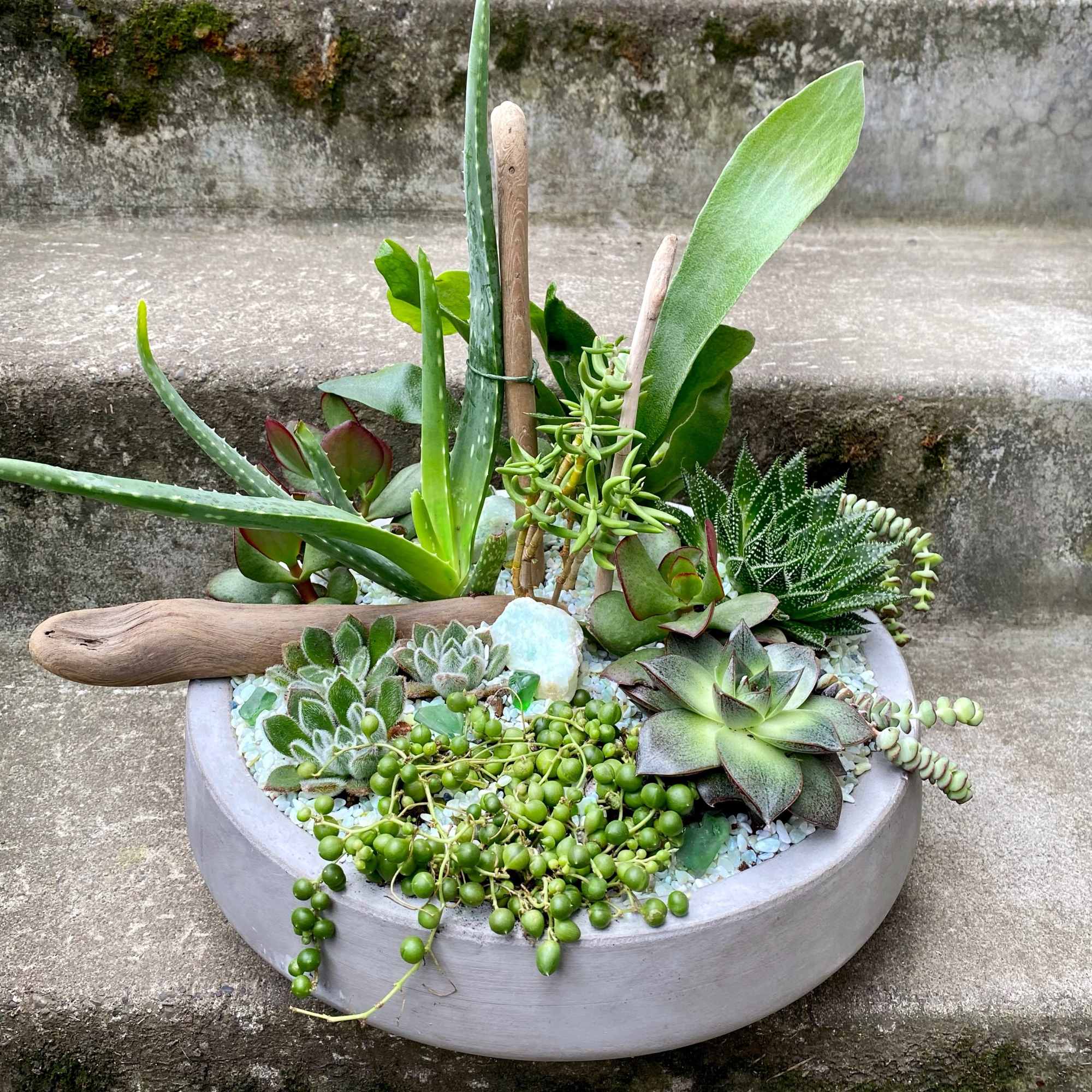 Succulent arrangement in a round concrete planter with driftwood accents