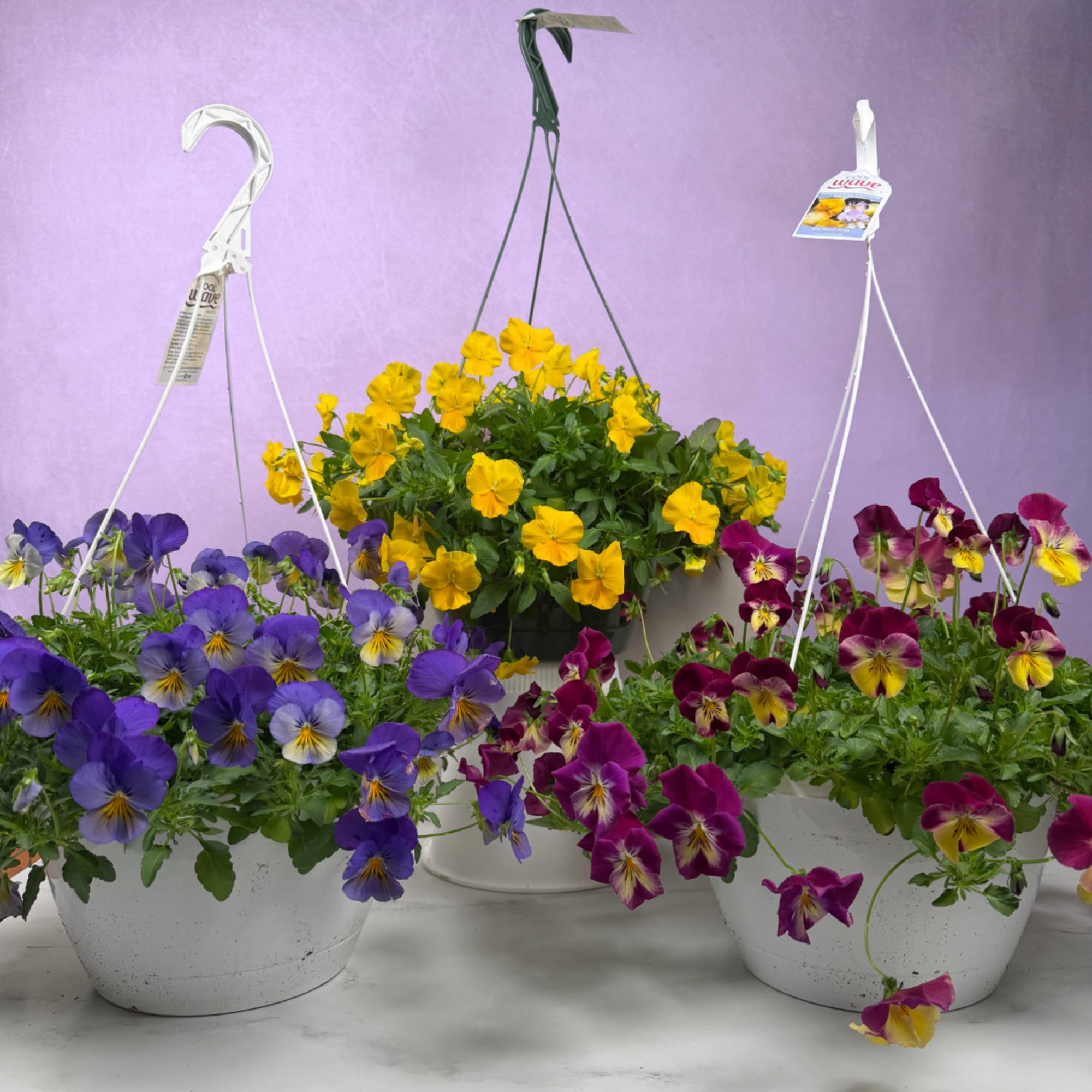 Vivid pansies tumbling from a crisp white hanging basket create an instant