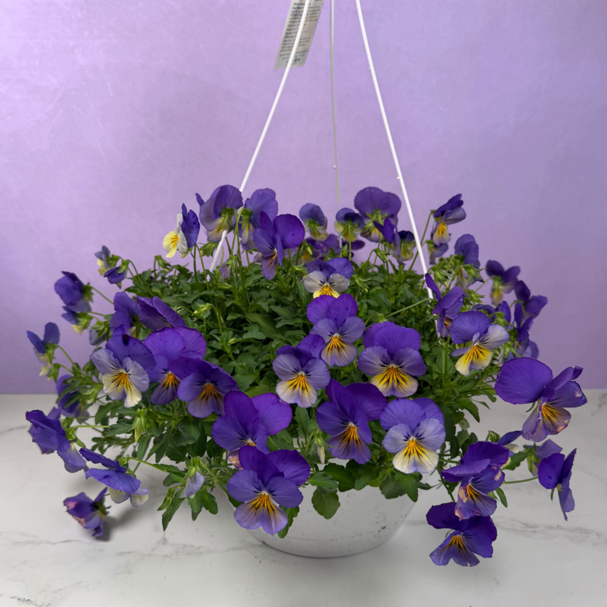 Vivid pansies tumbling from a crisp white hanging basket create an instant