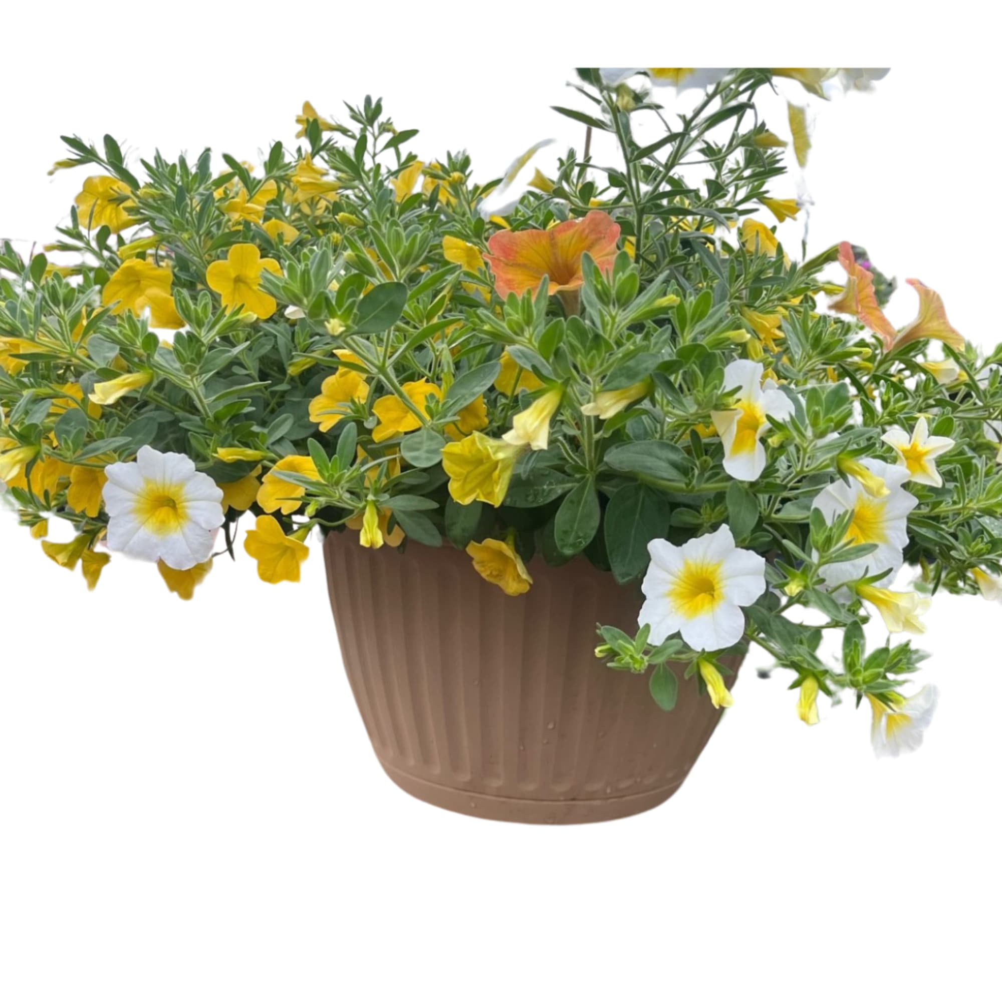 Trailing yellow and white flowering plant in a tan plastic pot