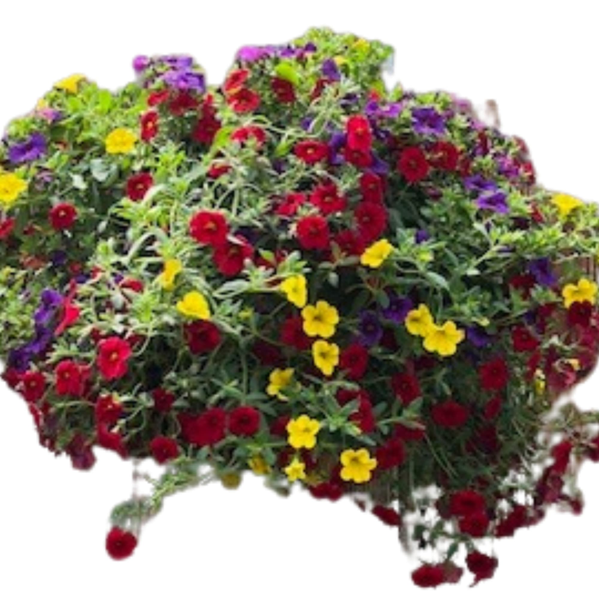 Trailing mass of red, yellow, and purple flowers in a lush mixed planter