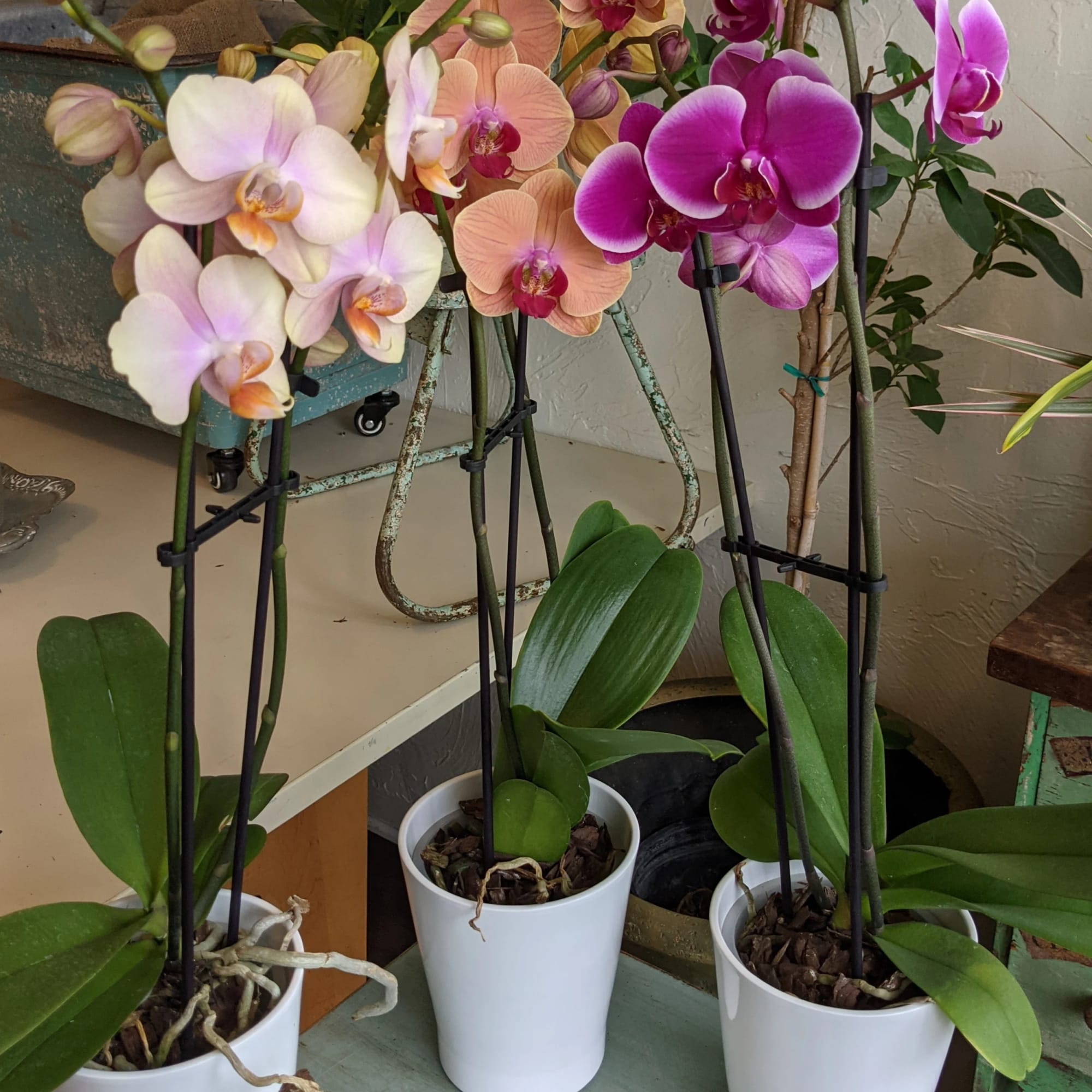 Give the gift of a beautiful orchid plant today! Delicate, exotic and