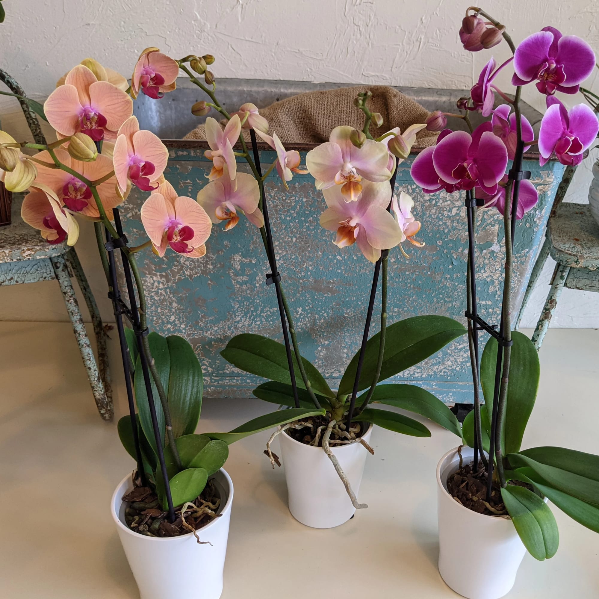 Three potted orchids with pink, peach, and purple blooms