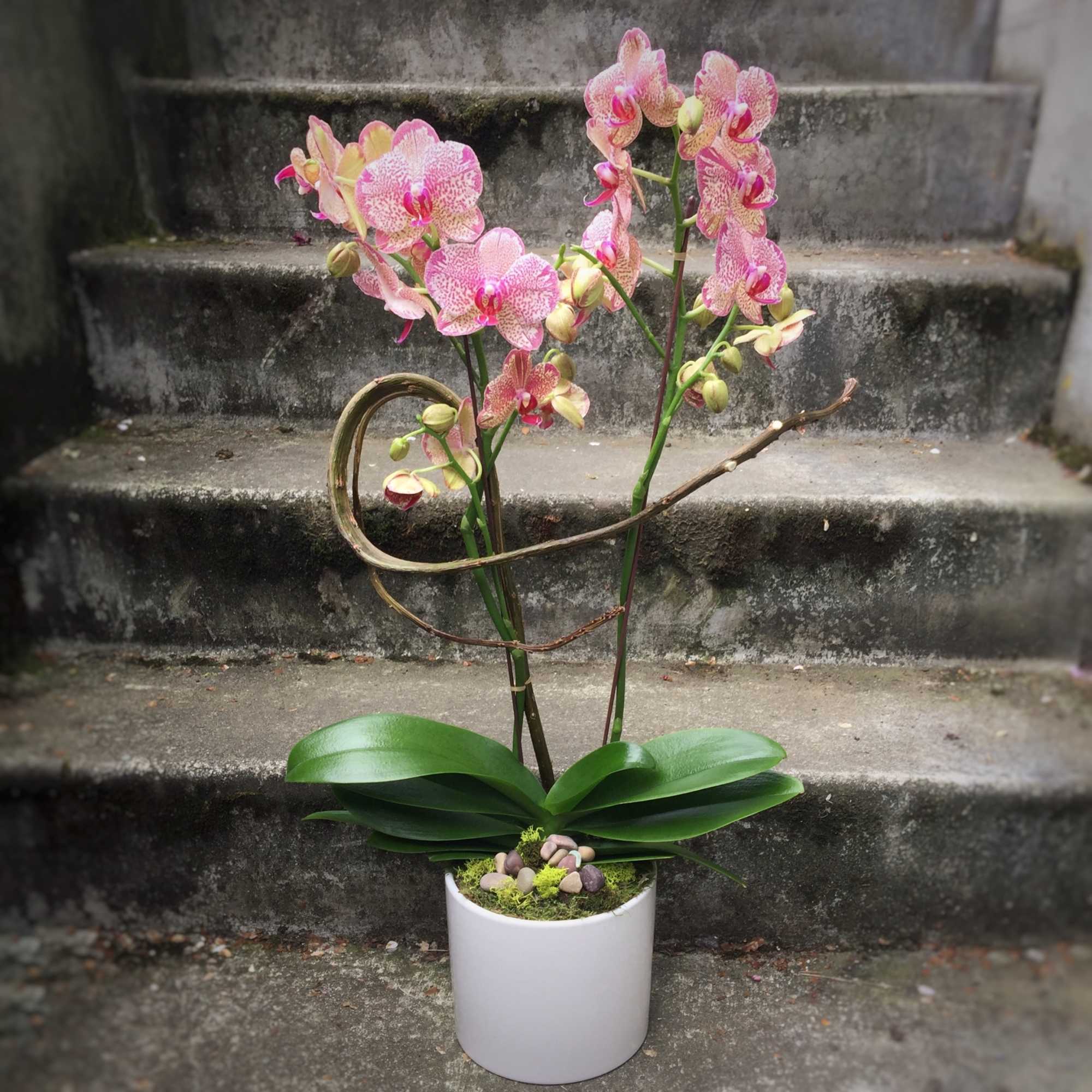 Pink orchids in a white pot with decorative stones