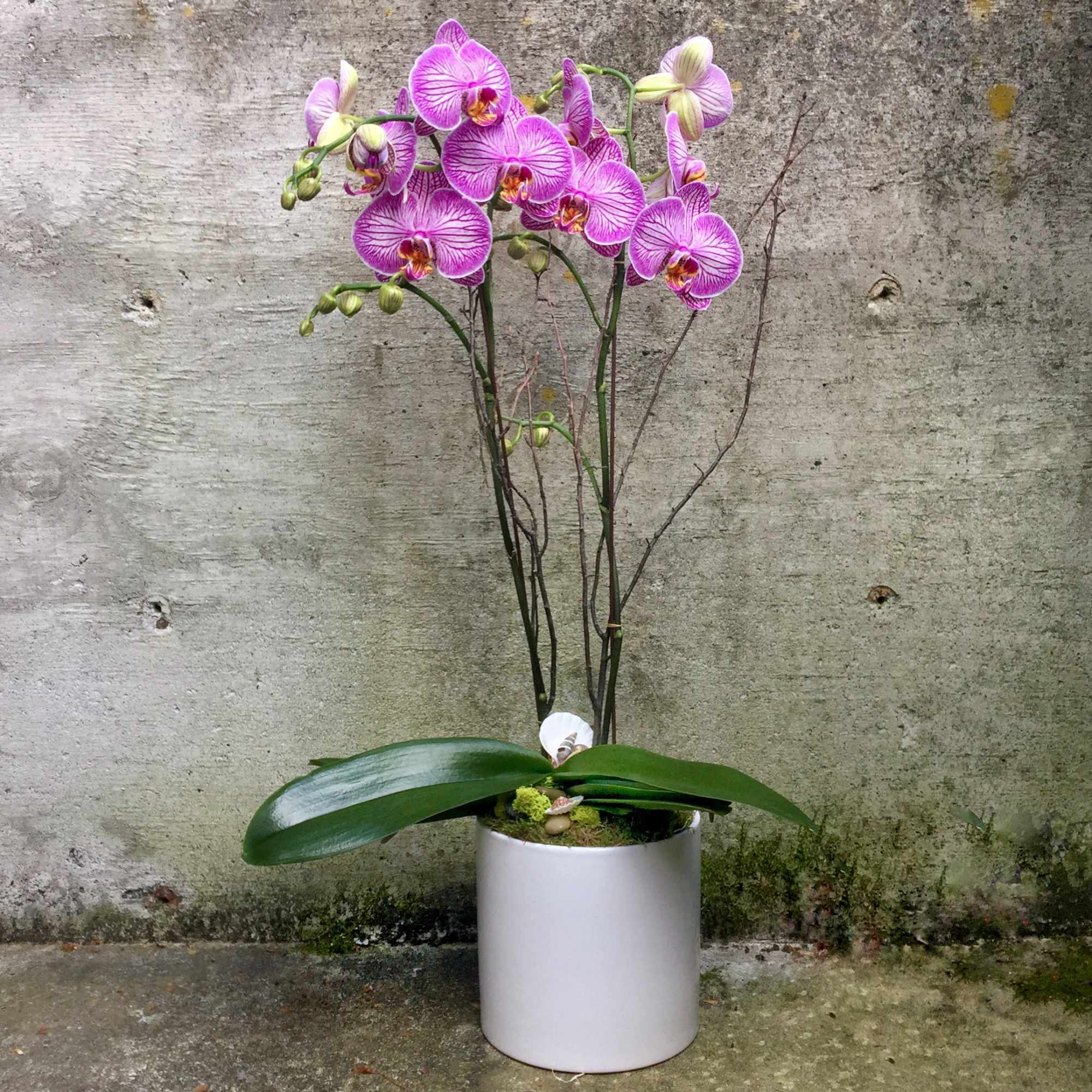 A beautiful double stem Phalaenopsis orchid plant filled with colorful blooms. Each