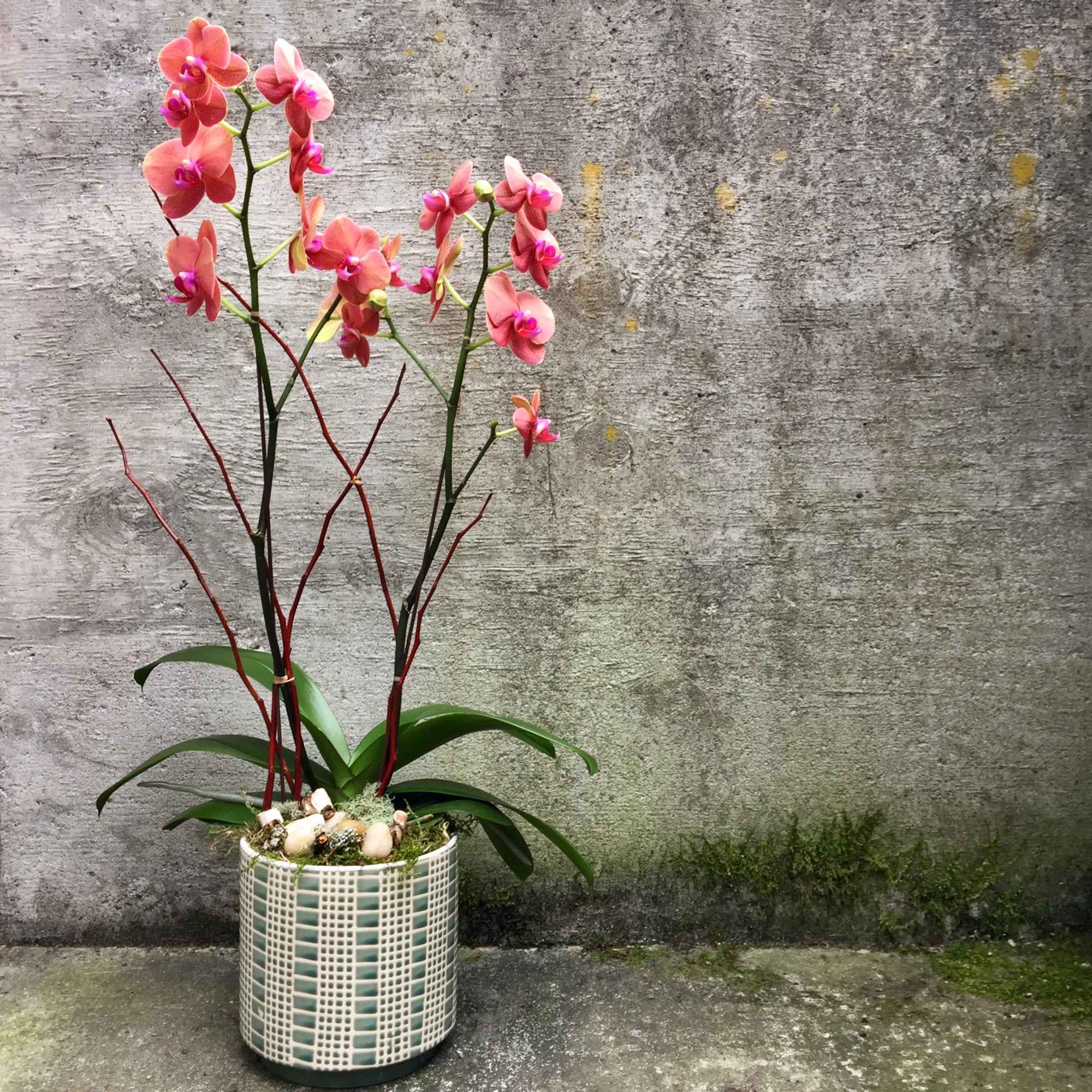 A beautiful double stem Phalaenopsis orchid plant filled with colorful blooms. Each