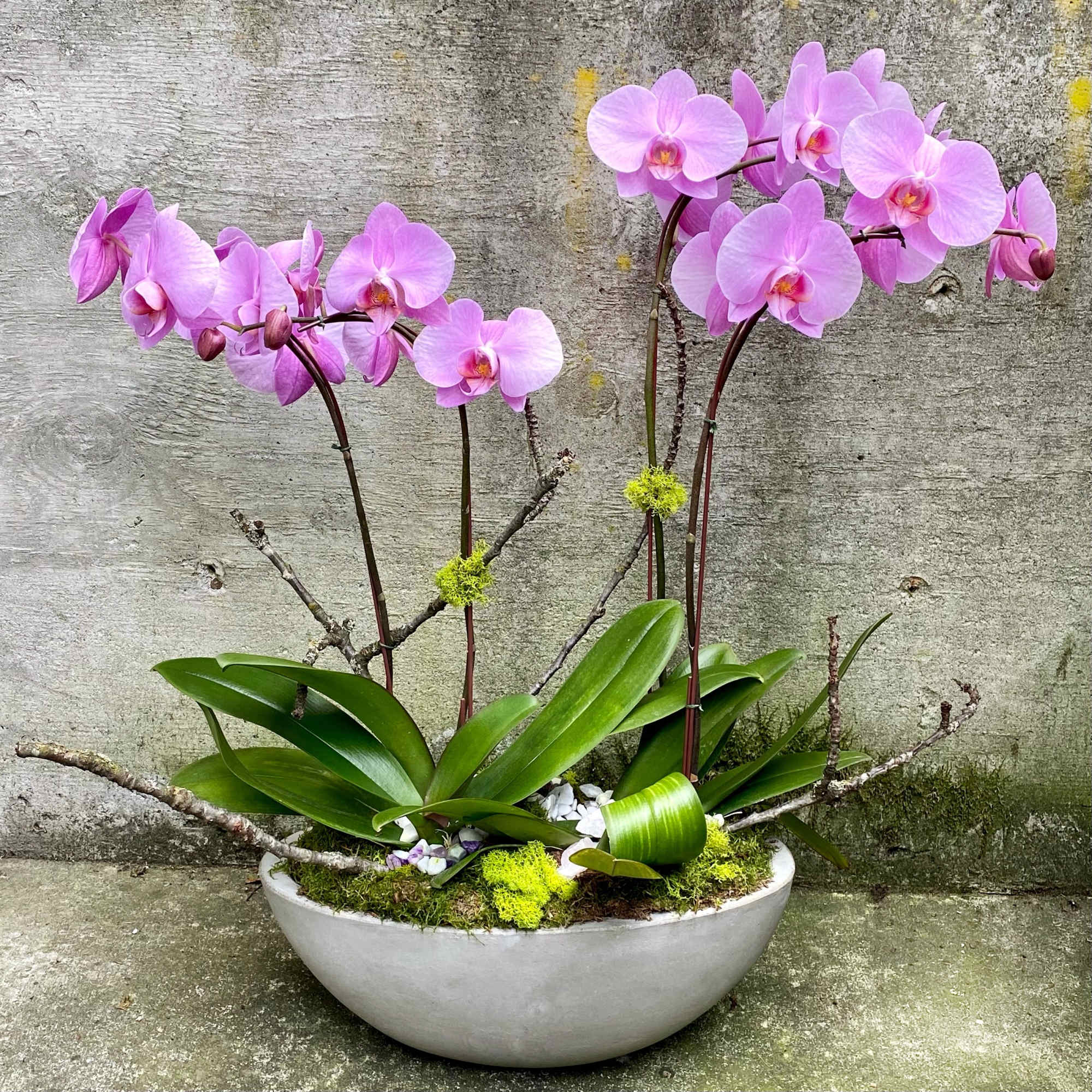 Pink orchids in a white bowl planter with moss and branches