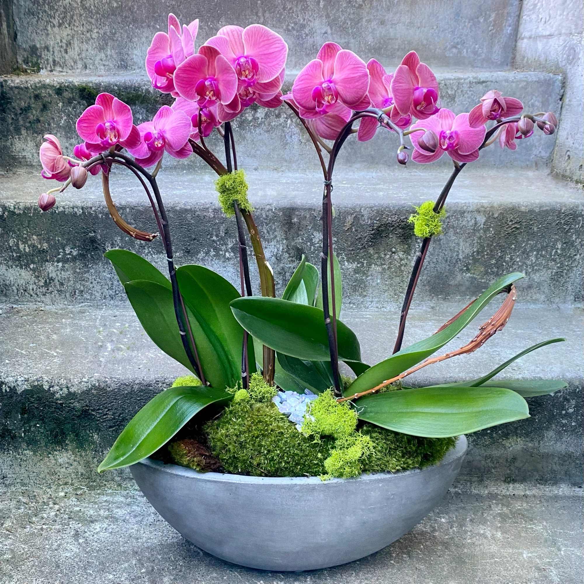 Pink orchids arranged in a shallow gray bowl with moss