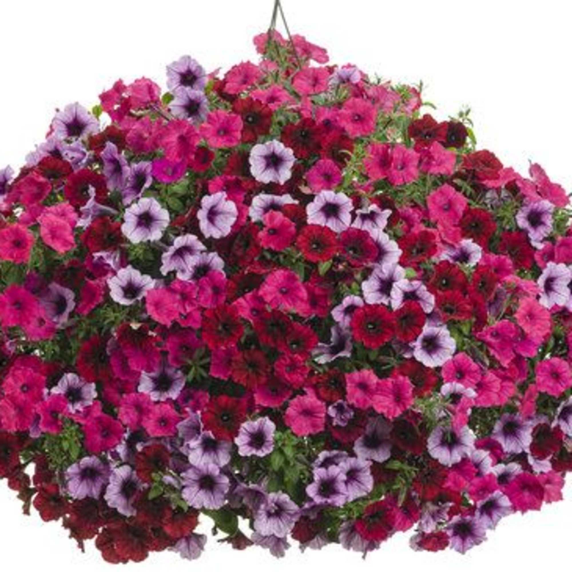Celebrate Mom with a burst of beautiful blooms! Our Petunia Porch Pot