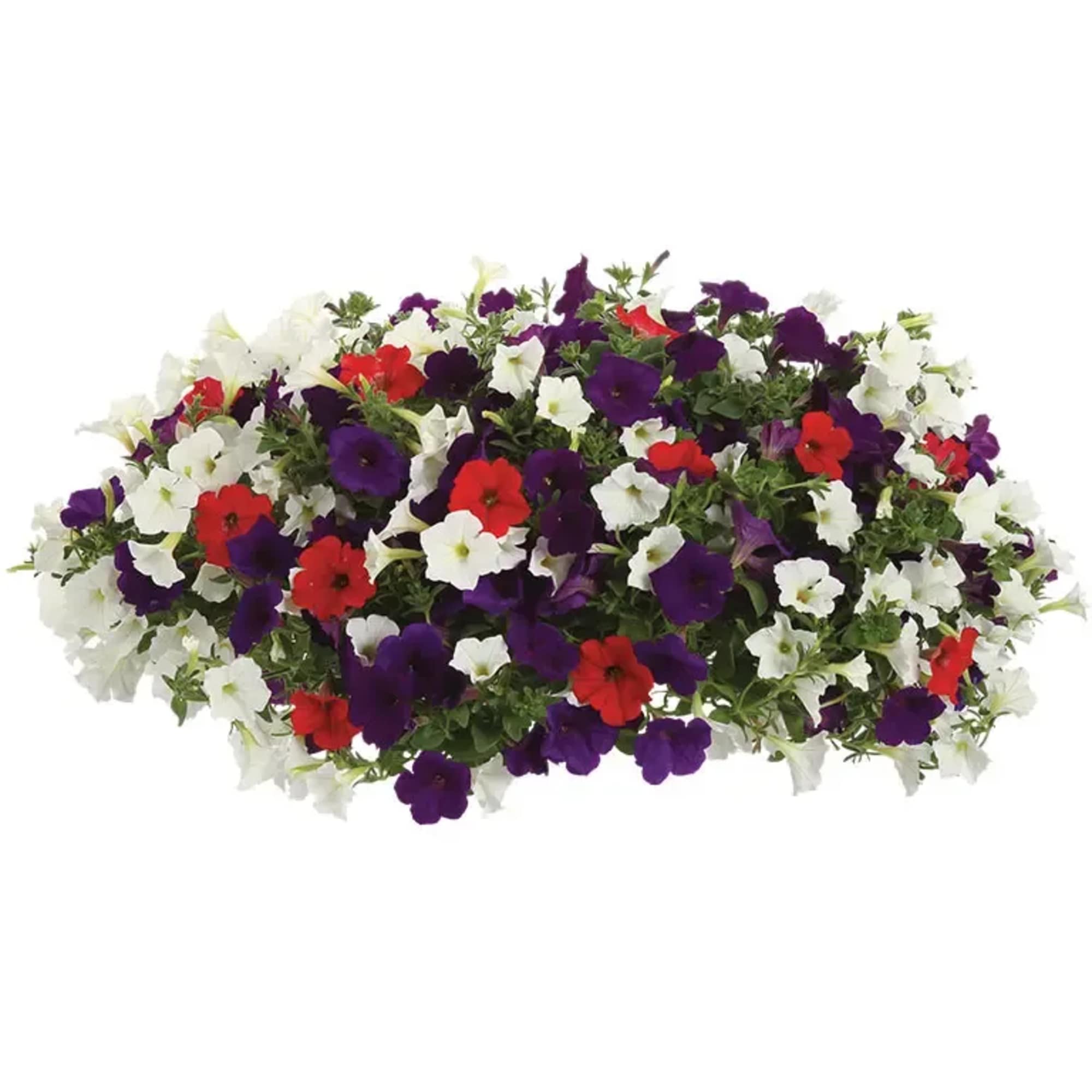 Celebrate Mom with a burst of beautiful blooms! Our Petunia Porch Pot