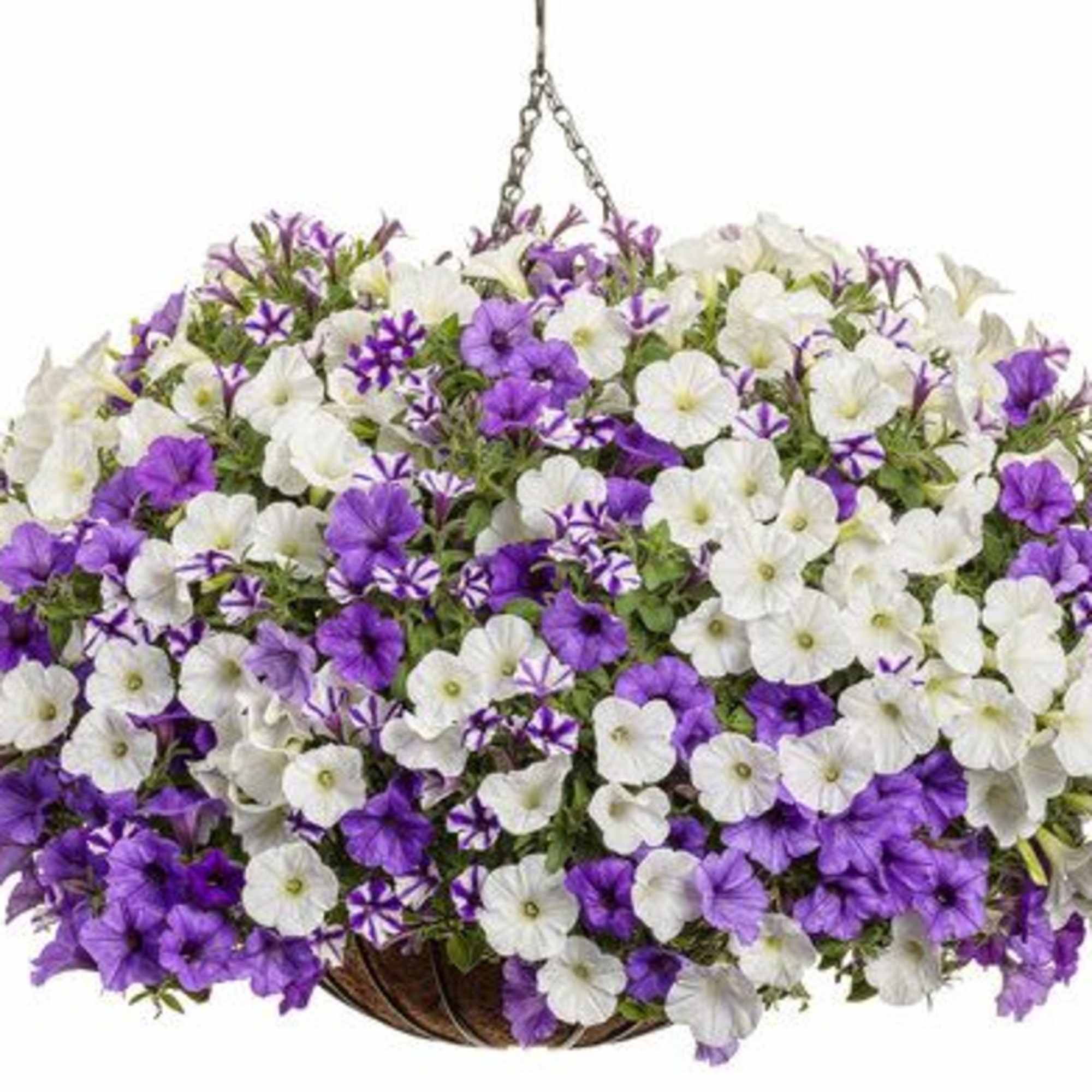Celebrate Mom with a burst of beautiful blooms! Our Petunia Porch Pot